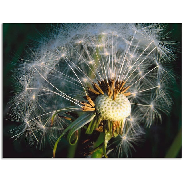 Alubild, Poster als Wandbild »Pusteblume«, Artland | (1 Leinwandbild, Blumen, Grössen in versch. St.), bestellen Jelmoli-Versand oder Wandaufkleber online