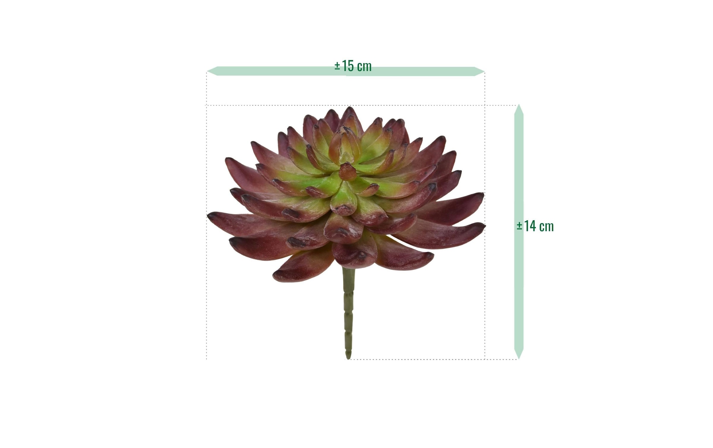Botanic-Haus Kunstblume »Echeveria Kaktus 14 cm«