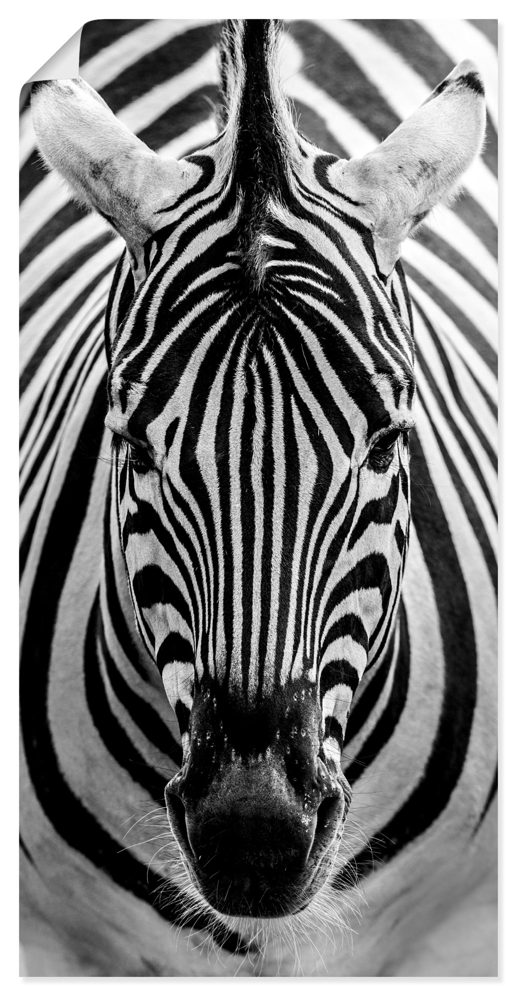 Artland Wandbild »Zebra«, Wildtiere, (1 | online oder St.), Alubild, Leinwandbild, Jelmoli-Versand als Wandaufkleber in versch. Poster Grössen bestellen