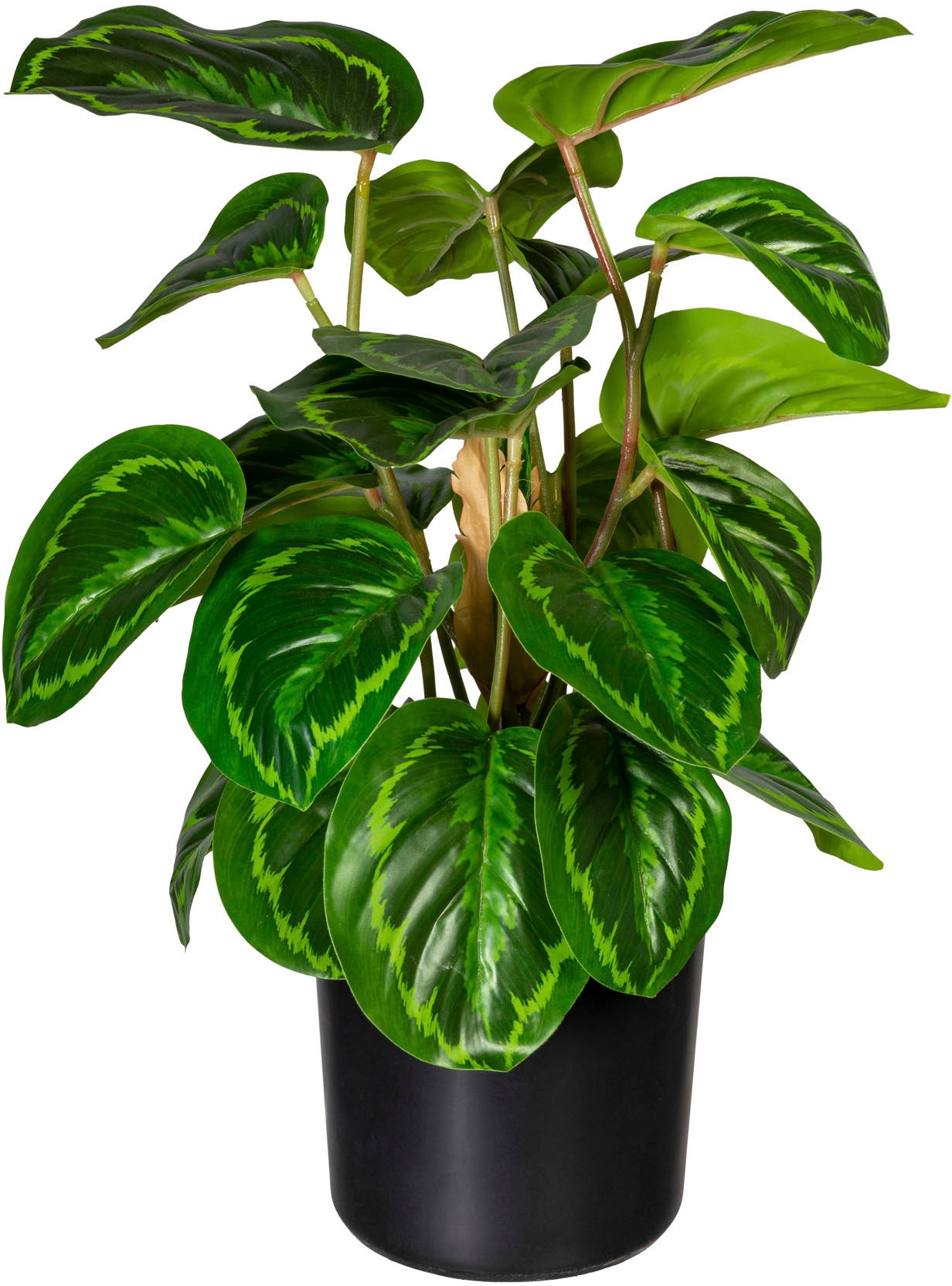 Creativ green Künstliche Zimmerpflanze »Maranta« kaufen online Jelmoli-Versand 