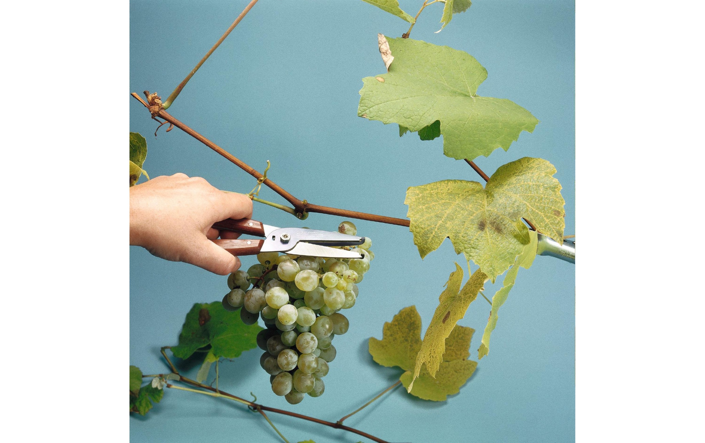 Victorinox Gartenschere »Rosen und Trauben Pflückschere«