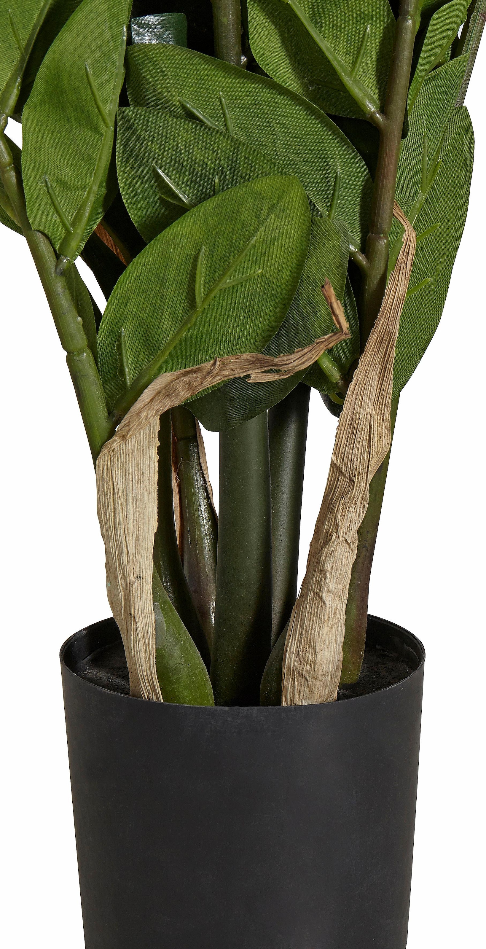 Creativ green Jelmoli-Versand bestellen »Zamifolia« Kunstpflanze | online