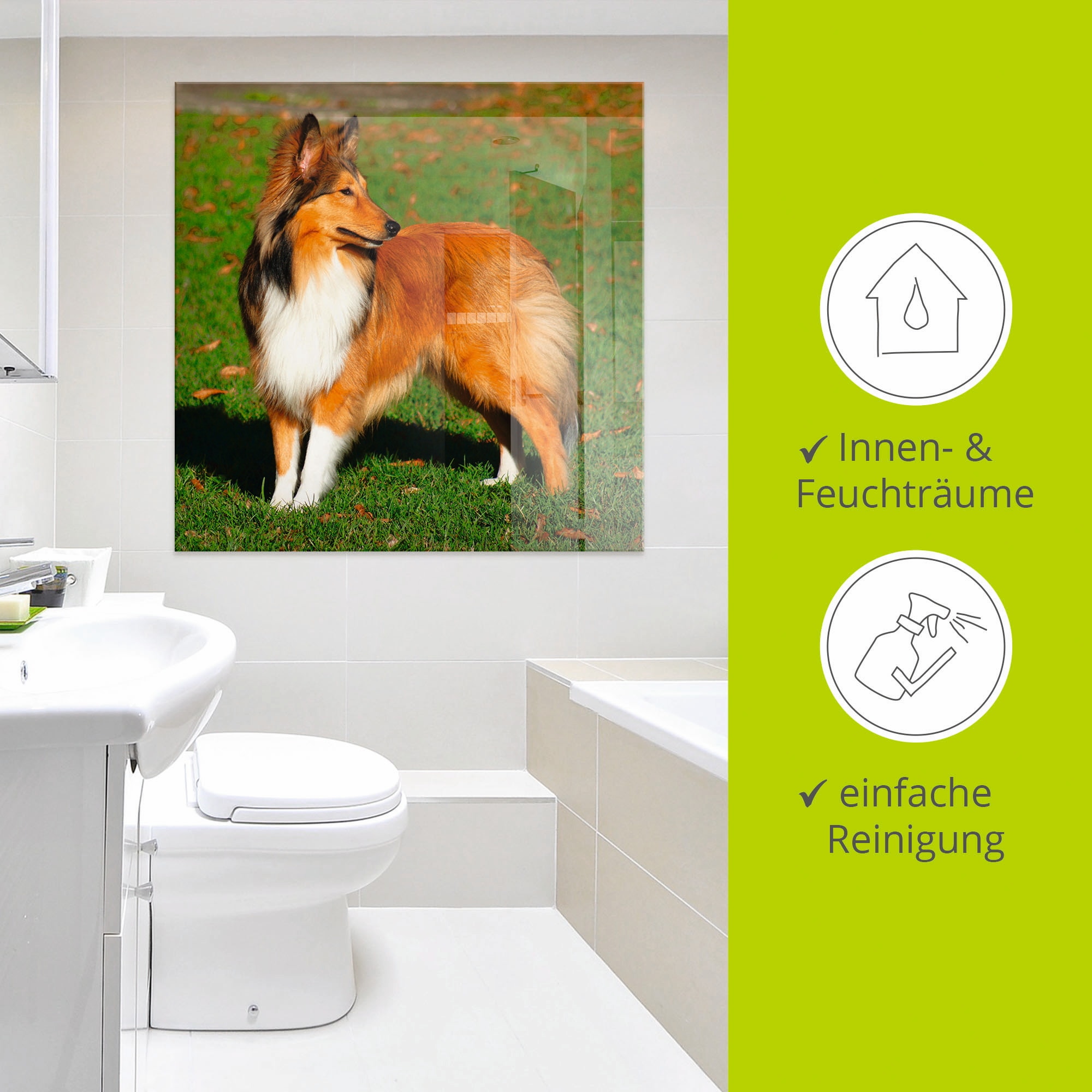 Artland Glasbild »Amerikanischer Collie«, Haustiere, (1 St.), in verschiedenen Grössen