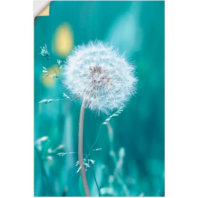 Artland Wandbild »Pusteblume«, Blumen, (1 St.), als Alubild, Leinwandbild,  Wandaufkleber oder Poster in versch. Grössen online bestellen |  Jelmoli-Versand