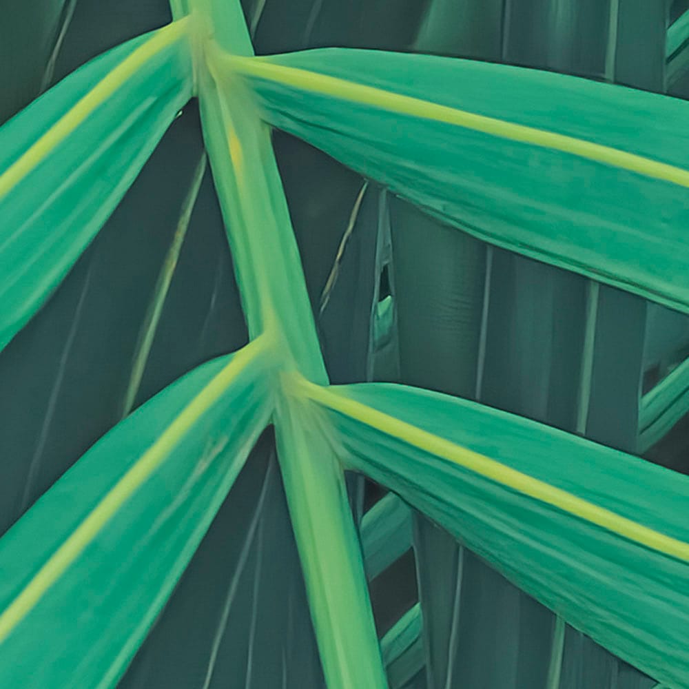 Komar Fototapete »Digitaldruck Vlies - Foggy Fern - Grösse 400 x 250 cm«, bedruckt, Wohnzimmer, Schlafzimmer