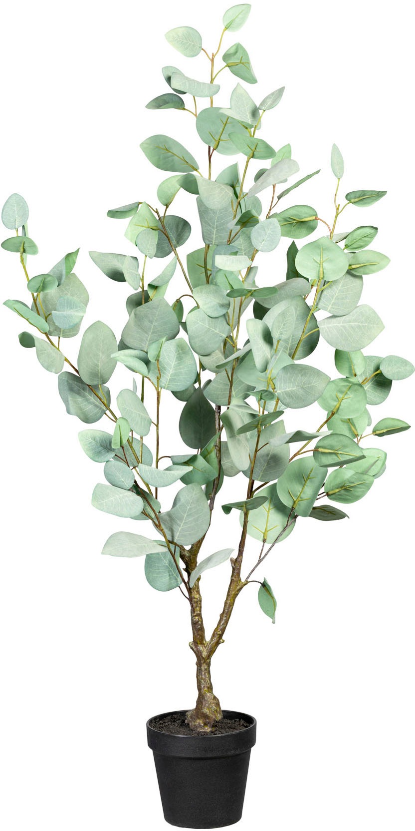 Creativ green shoppen Zimmerpflanze | »Eukalypthus« Jelmoli-Versand Künstliche online