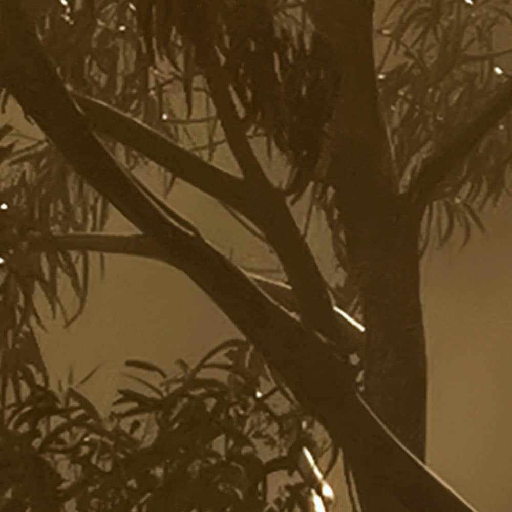Komar Fototapete »Digitaldruck Vlies - Foggy Sunshine - Grösse 400 x 250 cm«, bedruckt, Wohnzimmer, Schlafzimmer