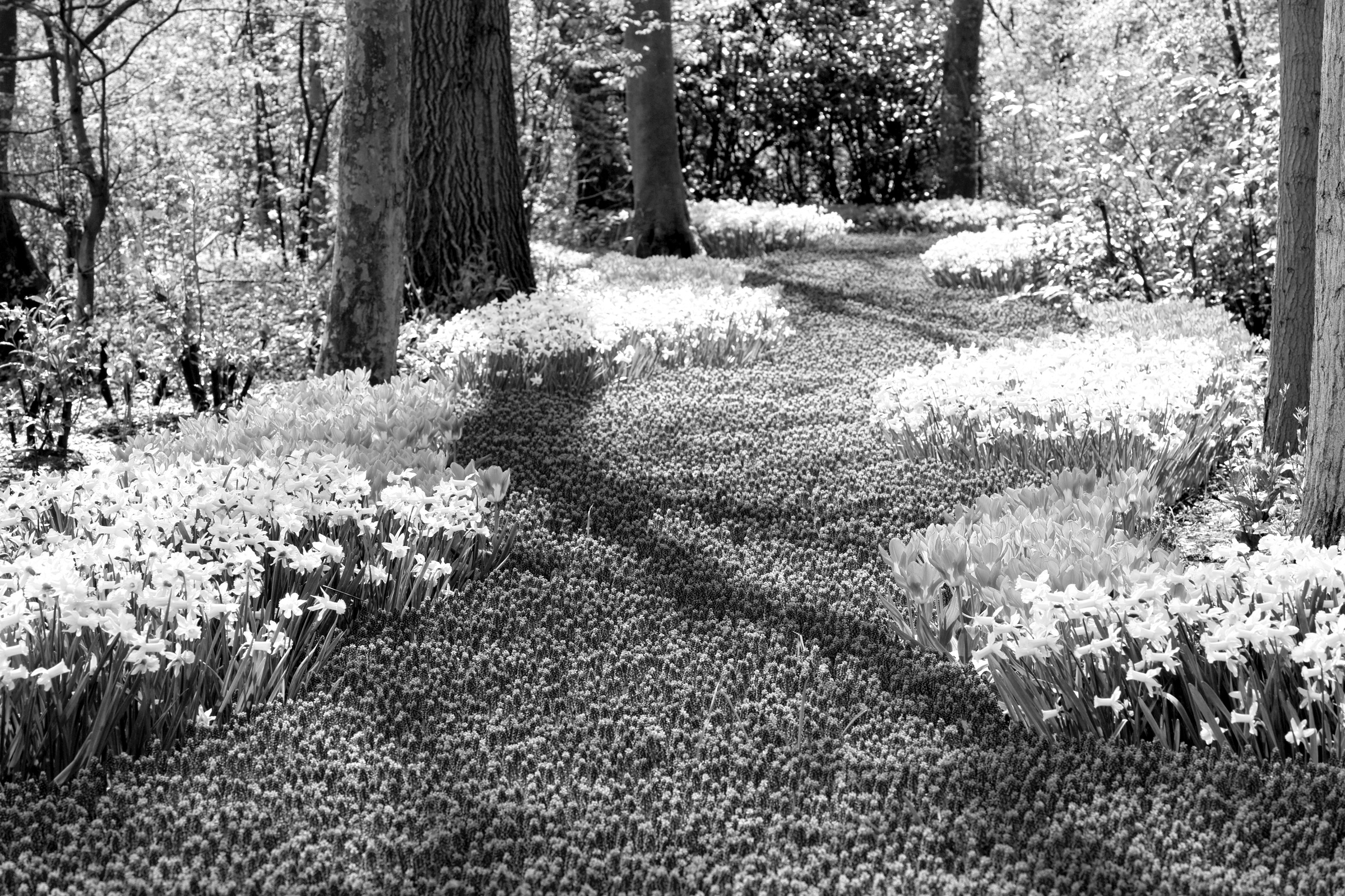 Papermoon Fototapete »Wald Schwarz & Weiss«