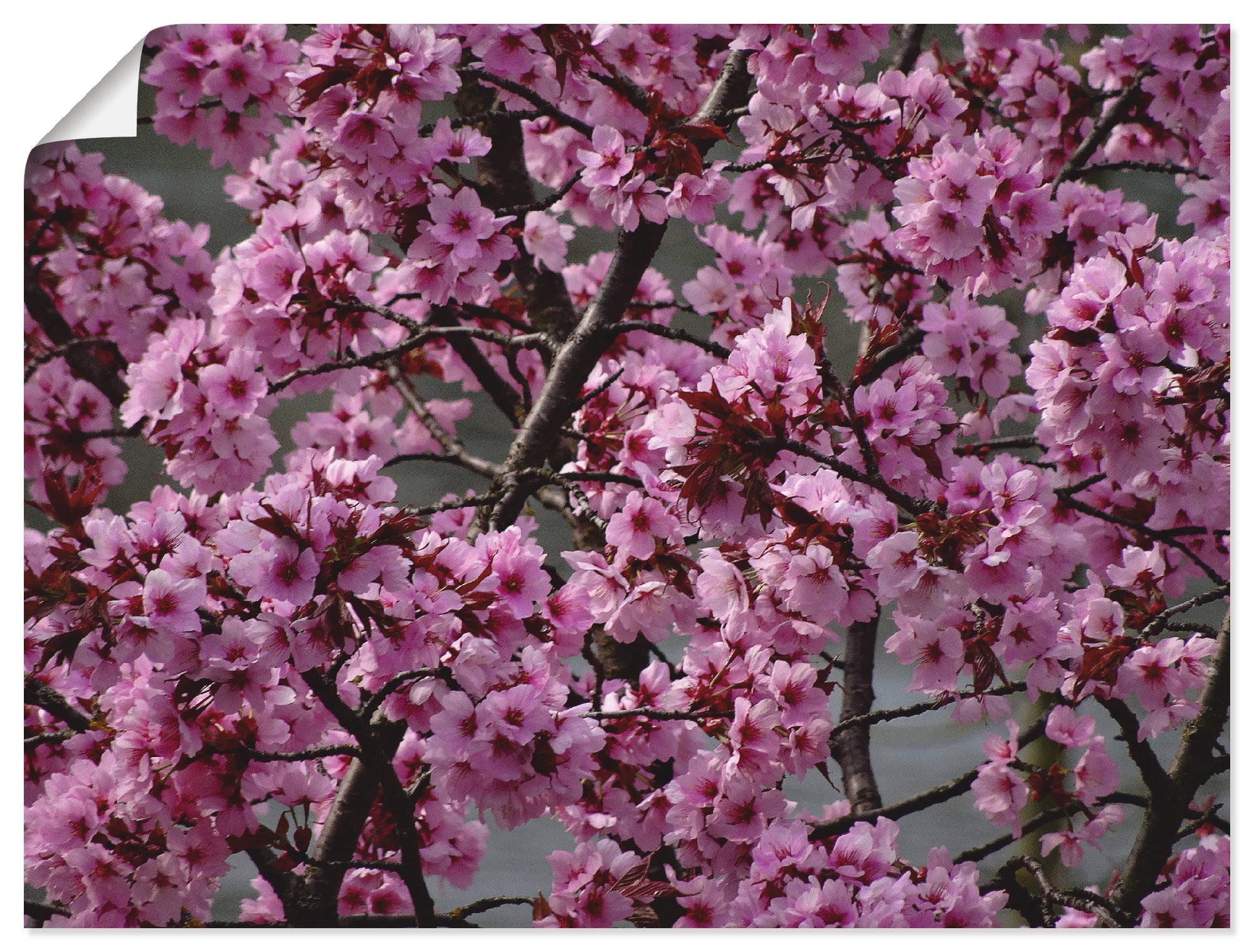 Artland Wandbild »Japanische Zierkirschen Blüte«, Bäume, (1 St.), als Alubild,... kaufen