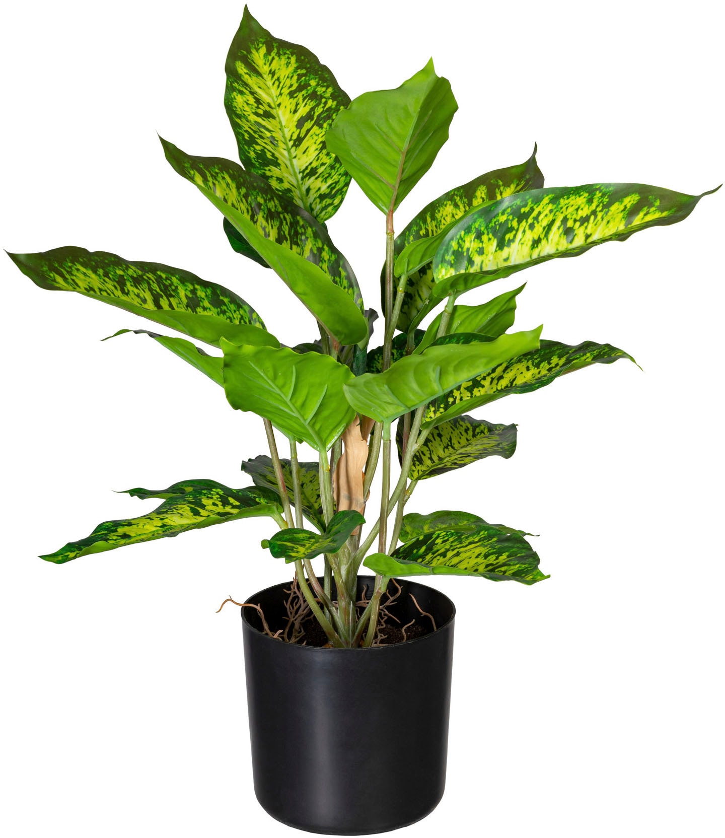 | Creativ bestellen green Zementtopf, online Set Jelmoli-Versand Künstliche Syngonium«, »Blattpflanze Zimmerpflanze im 2er