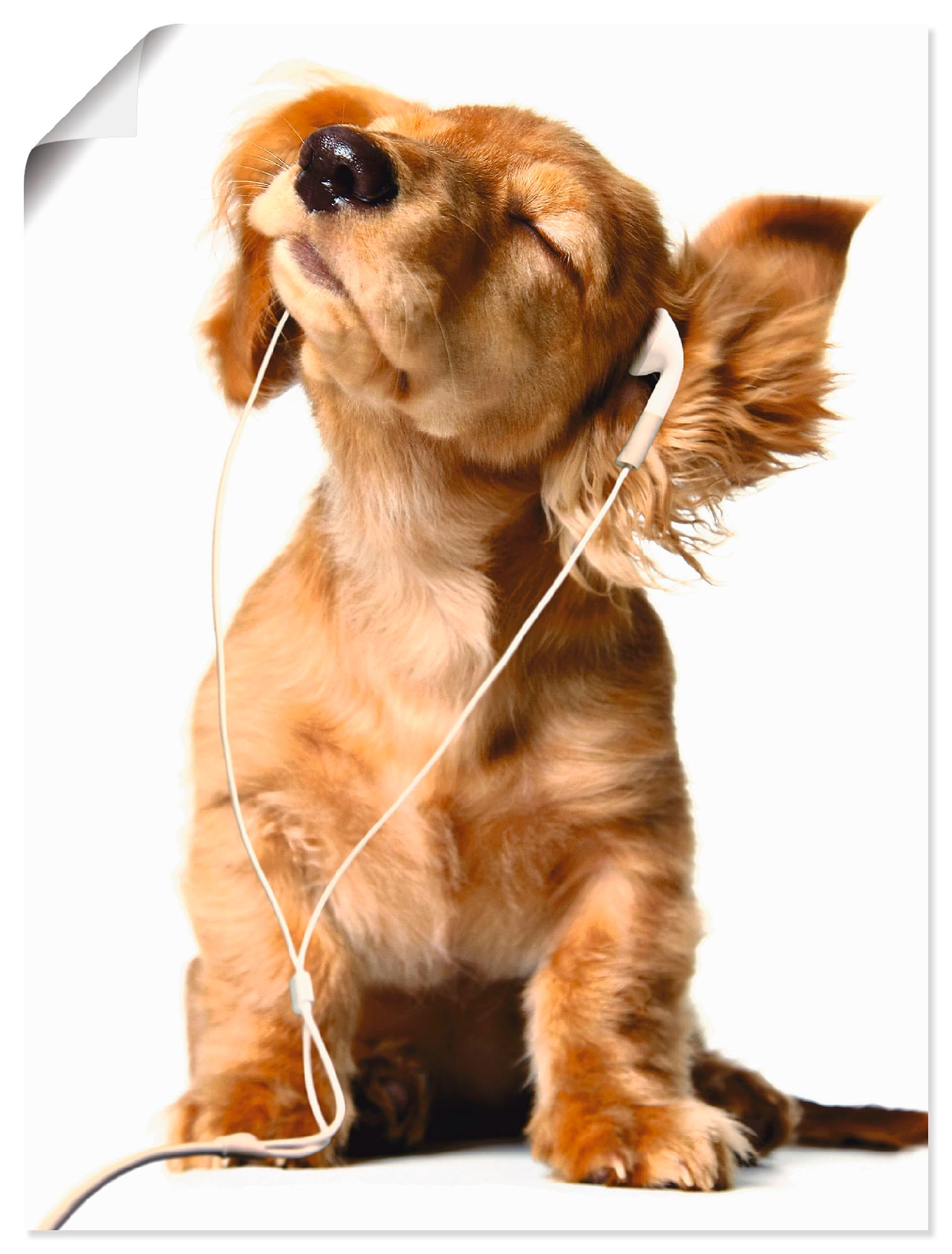 Artland Wandbild »Junger Hund Musik Leinwandbild, Grössen hört Poster Jelmoli-Versand Haustiere, online Kopfhörer«, als in St.), versch. (1 über Wandaufkleber oder | bestellen