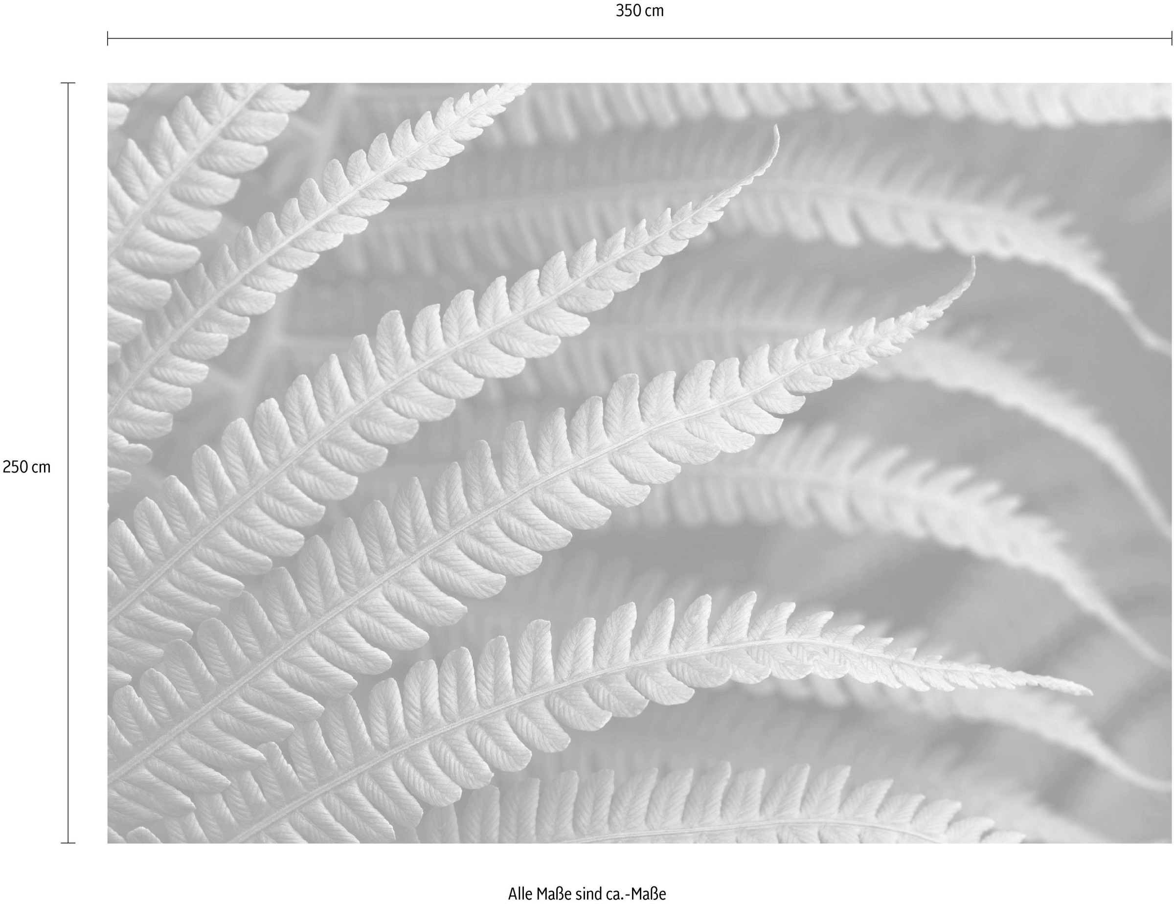Komar Vliestapete »Digitaldruck Vlies - Farn - Grösse 350 x 250 cm«, bedruckt, Wohnzimmer, Schlafzimmer