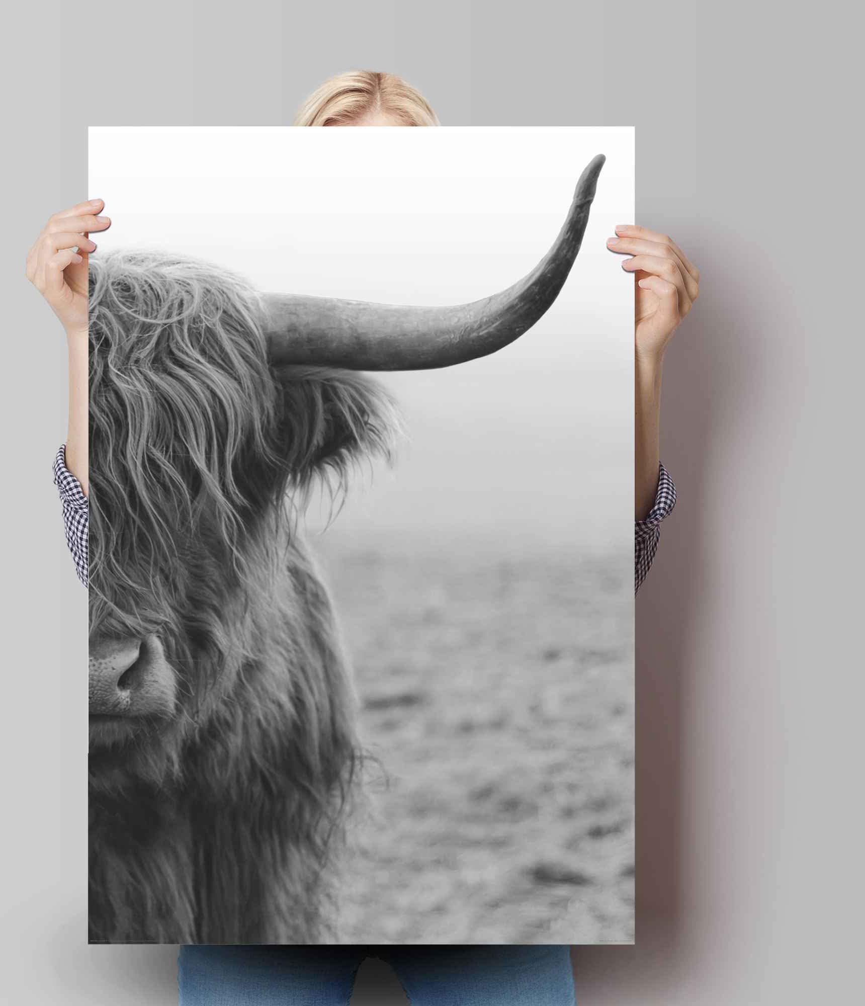 ❤ Reinders! Poster »Poster Highlander ordern im Kuh, Bulle«, St.) (1 Jelmoli-Online Shop