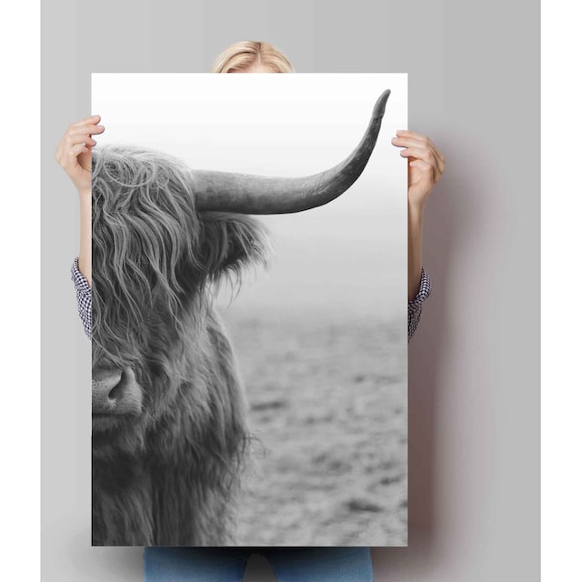 ❤ Jelmoli-Online ordern Bulle«, St.) »Poster Poster (1 Shop Highlander Kuh, im Reinders!