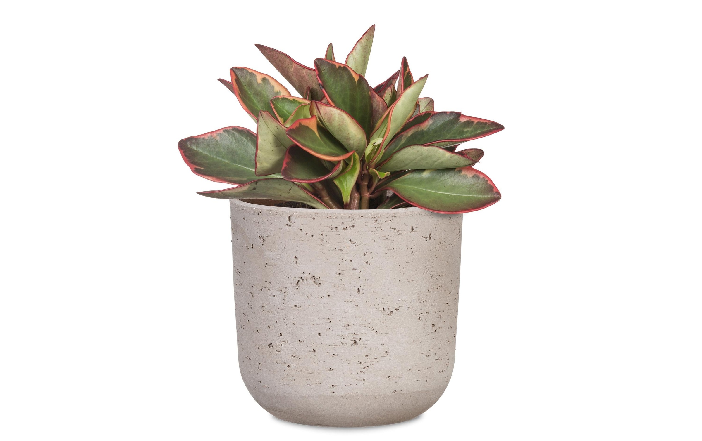 Scheurich Blumentopf »Basalto 20.2 cm«