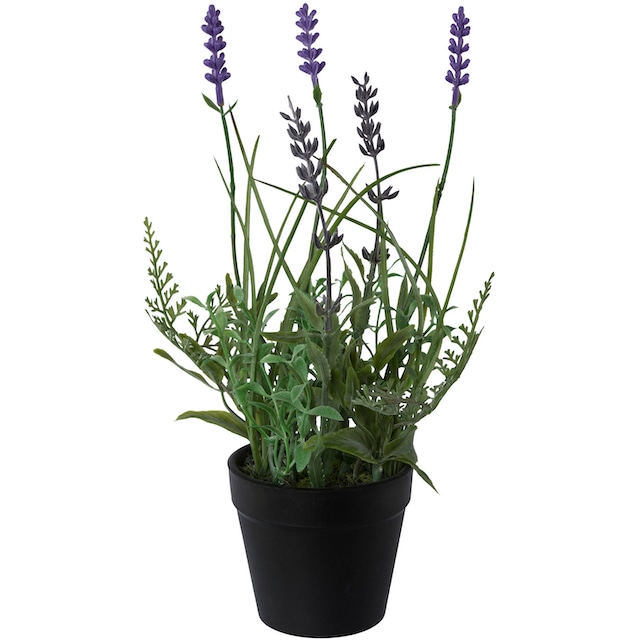 Creativ green Kunstpflanze »Lavendel«, 3er Set, im Kunststofftopf online  bestellen | Jelmoli-Versand
