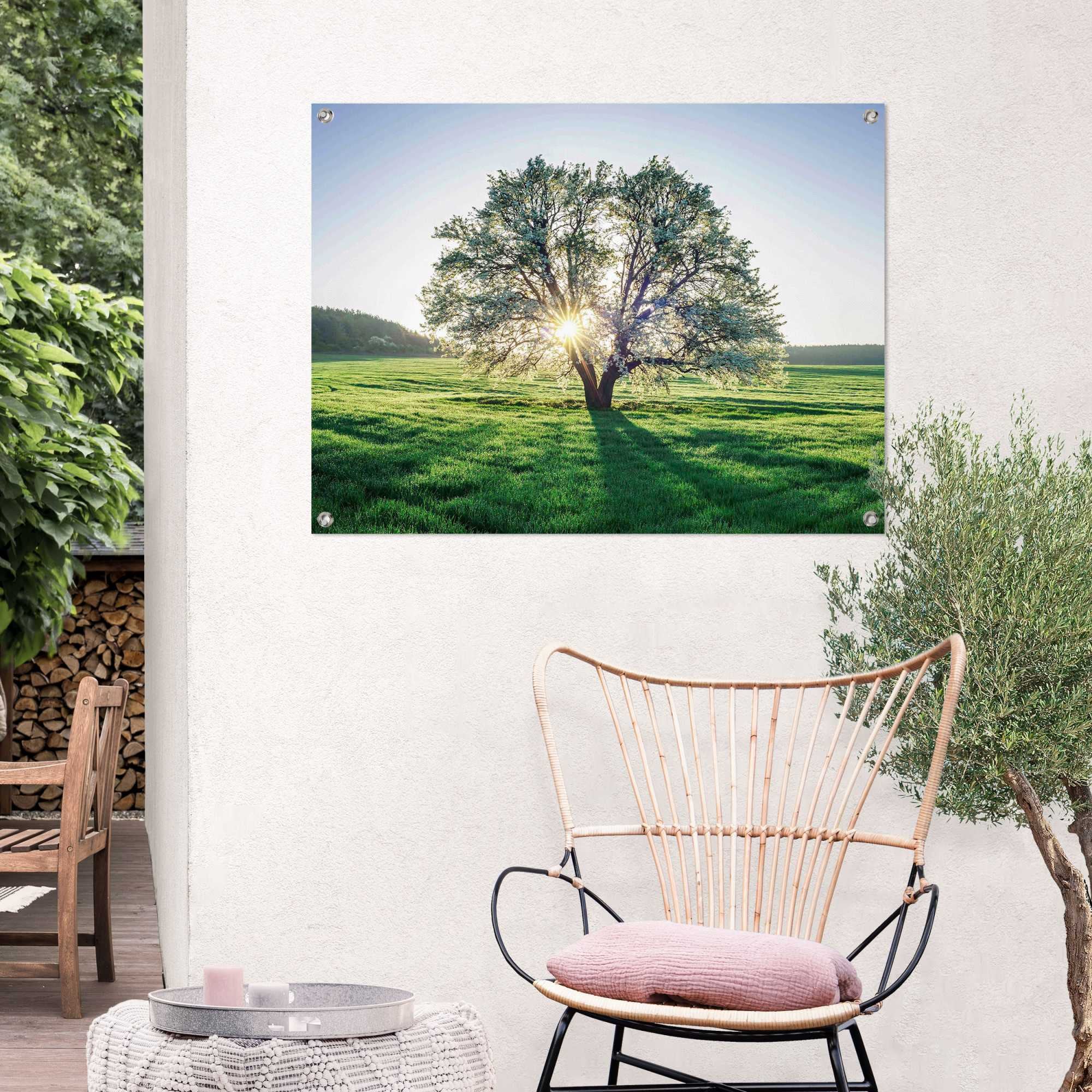 Reinders! Poster »Baum in der Morgensonne«, für | bestellen Jelmoli-Versand online Garten Balkon Outdoor oder