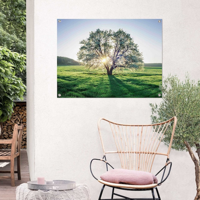 online | in oder Balkon Poster Garten Morgensonne«, Outdoor Reinders! bestellen der Jelmoli-Versand für »Baum