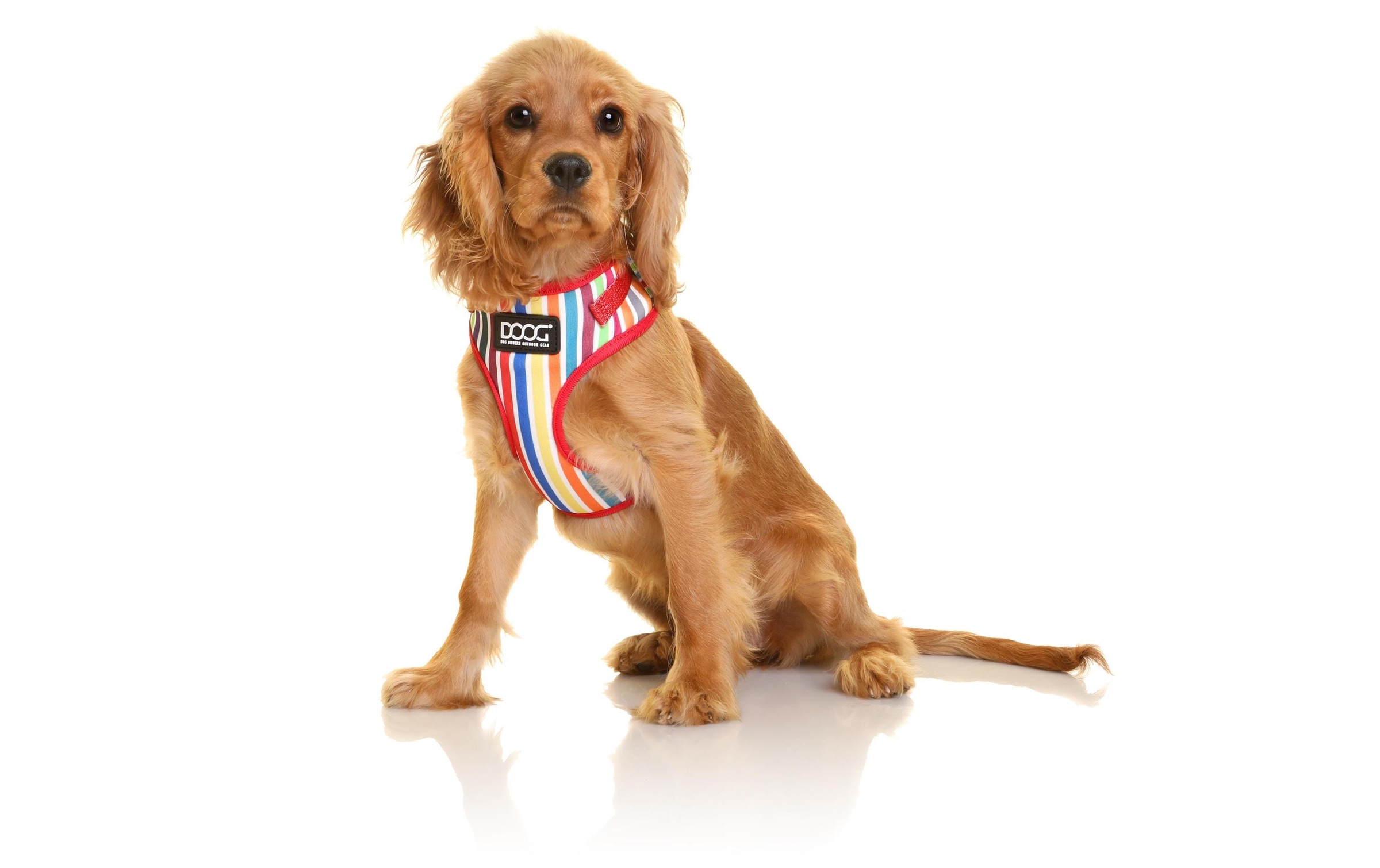 DOOG Hunde-Geschirr »Neoflex Scooby L Multicolor gestreift«