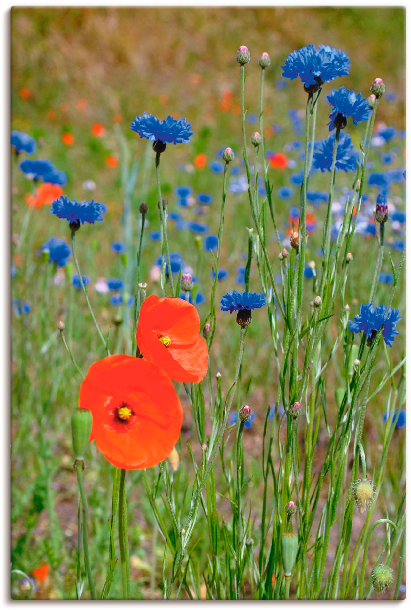 Artland Wandbild »Wiese Wandaufkleber Mohnblumen Poster oder Kornblumen«, Leinwandbild, versch. kaufen online (1 und | Alubild, in Grössen als Jelmoli-Versand St.), Blumen, mit