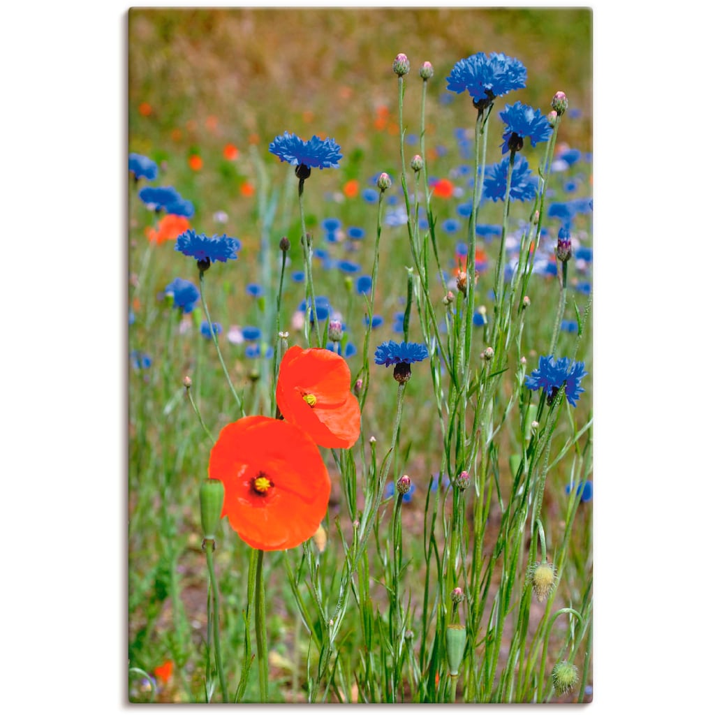 Artland Leinwandbild »Wiese mit Mohnblumen und Kornblumen«, Blumen, (1 St.)