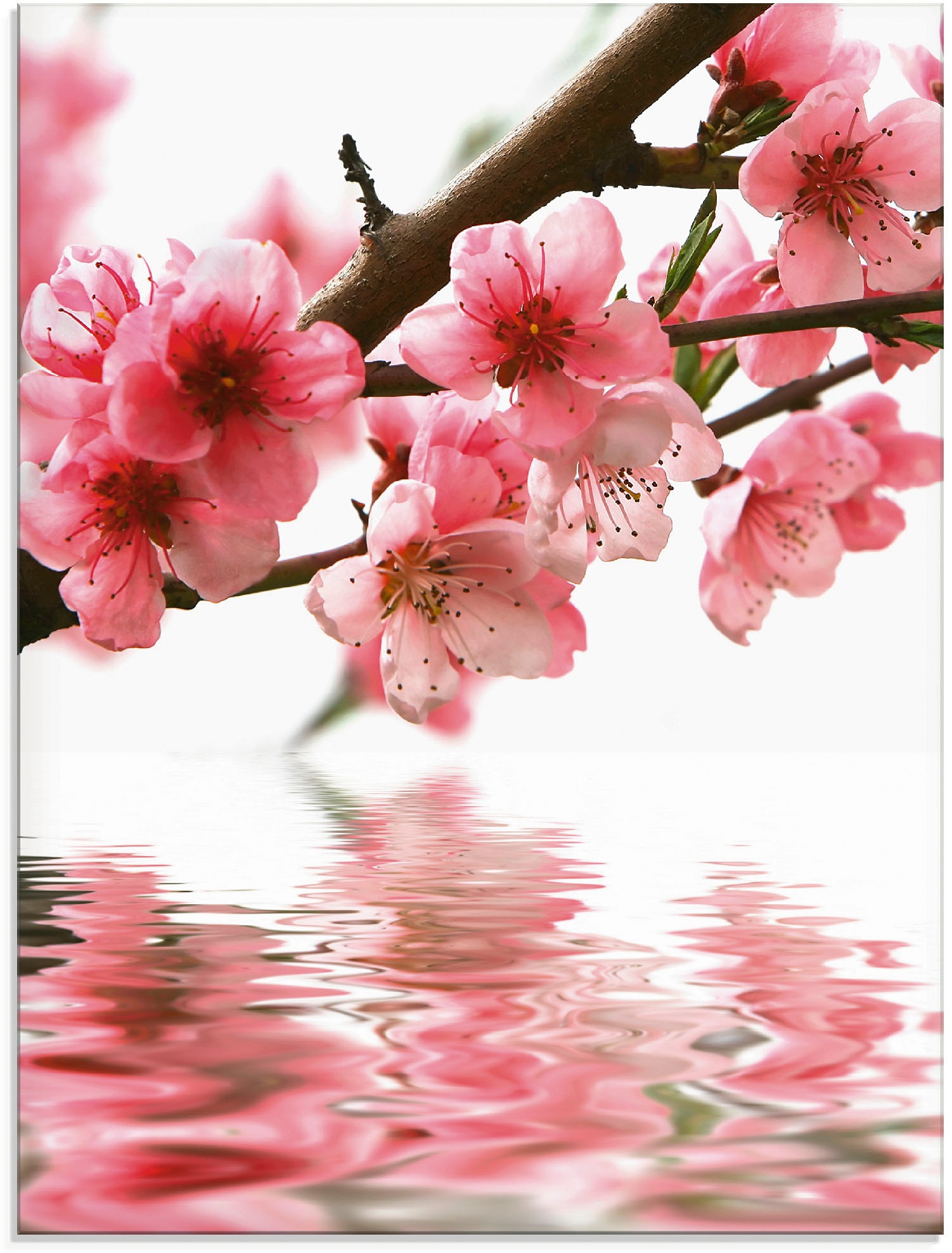 Artland Glasbild »Pfirsichblüten reflektieren im Wasser«, Blumen, (1 St.), in verschiedenen Grössen