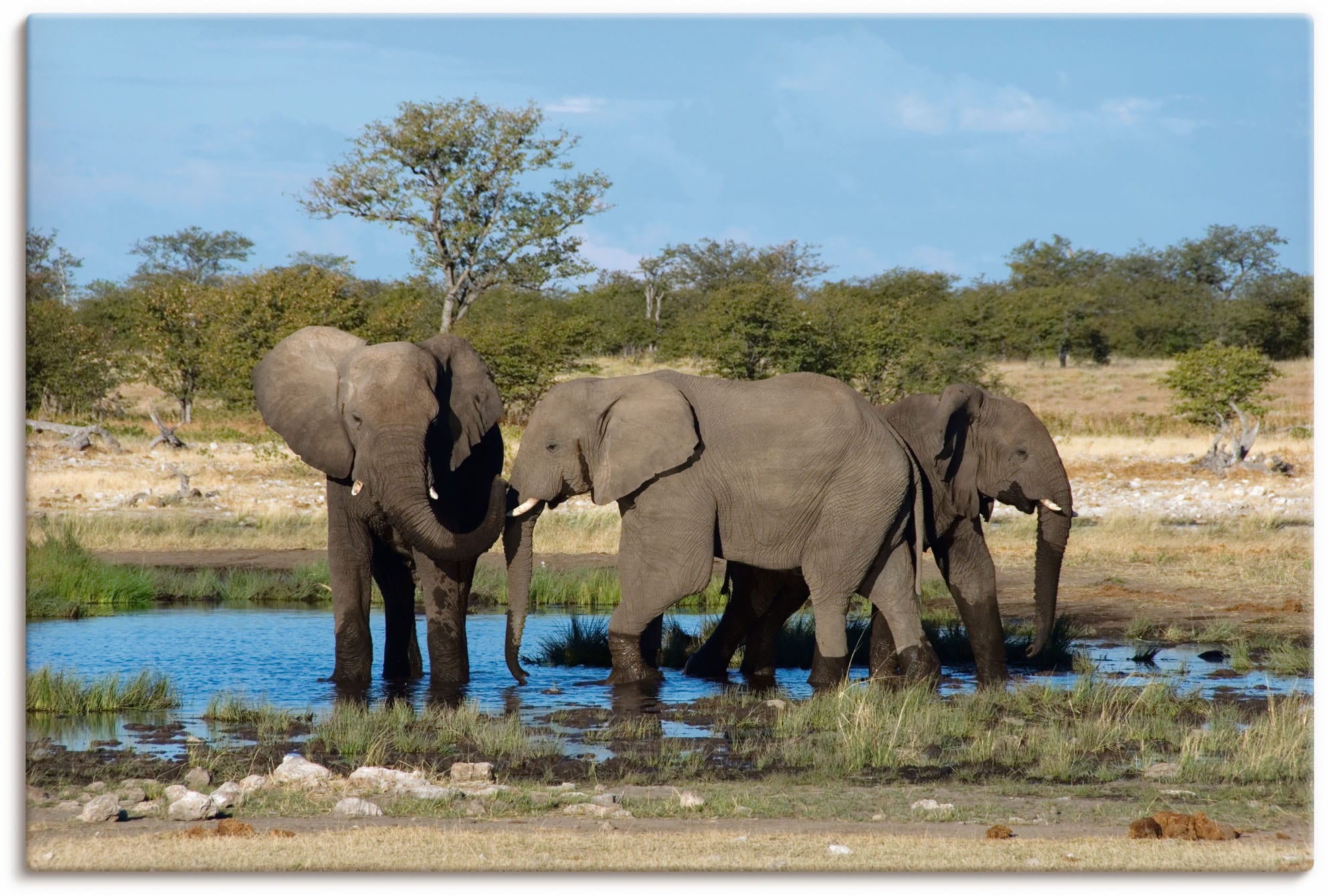 Artland Wandbild »Afrikanischer Elefant EtoshaNationalpark«, kaufen Elefanten Alubild, (1 oder Wandaufkleber versch. Leinwandbild, | Poster Bilder, Jelmoli-Versand St.), in online als Grössen