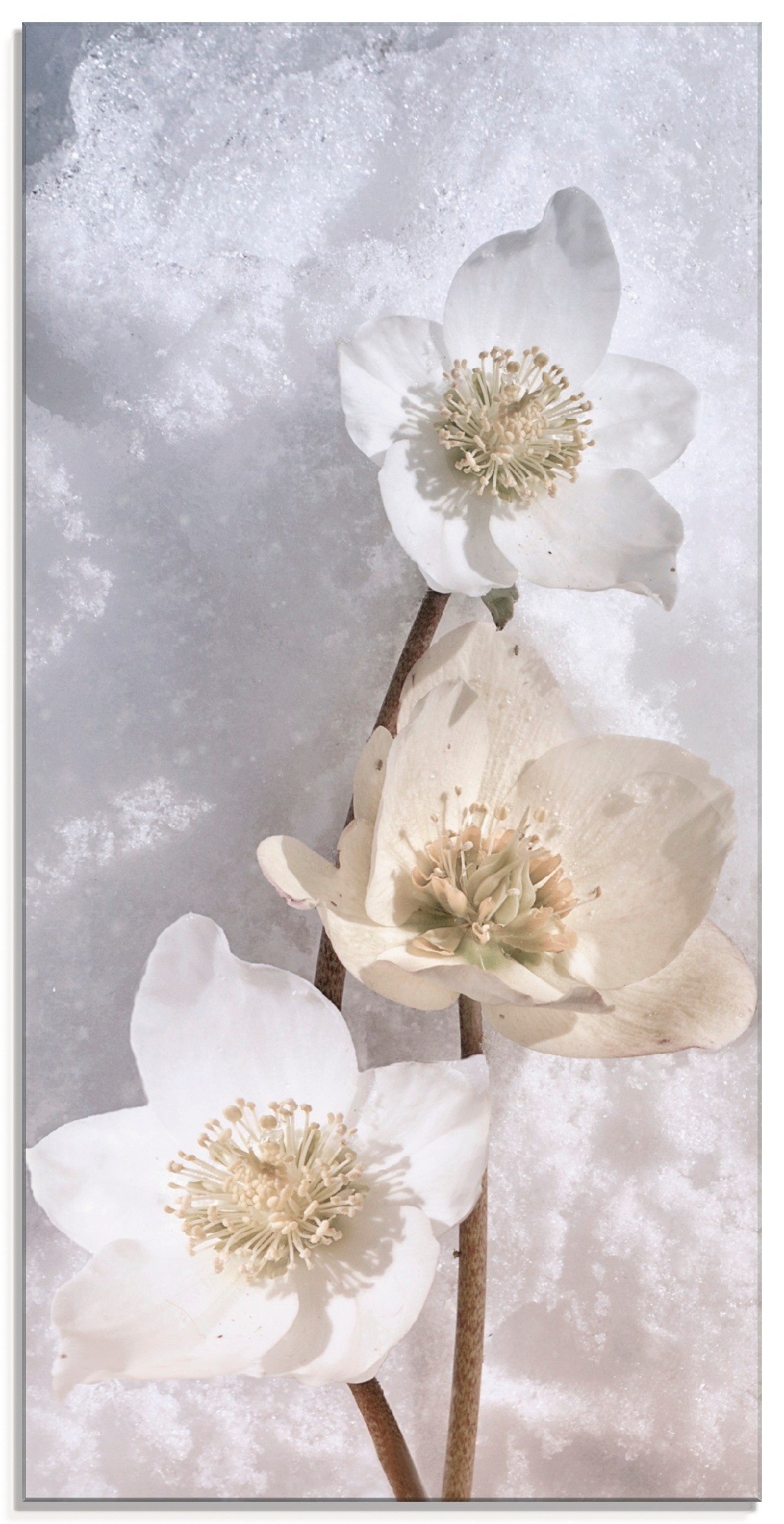 verschiedenen Grössen | im Jelmoli-Versand Artland St.), »Christrose Blumen, online in Schnee«, kaufen Glasbild (1