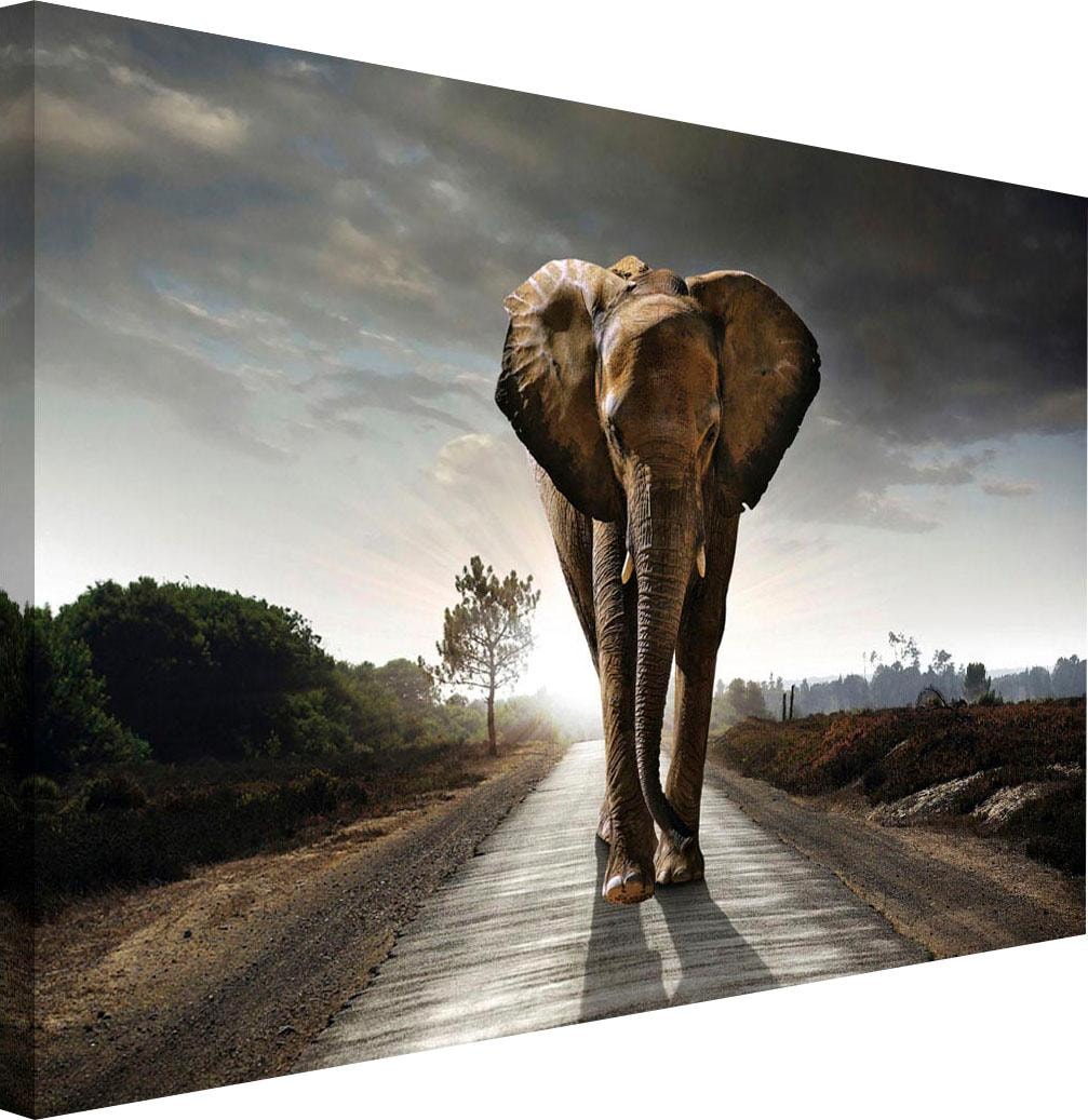 ❤ Reinders! Wandbild »Elefant bestellen im Jelmoli-Online König« Shop