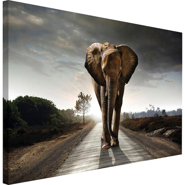 ❤ Reinders! Wandbild »Elefant König« bestellen im Jelmoli-Online Shop