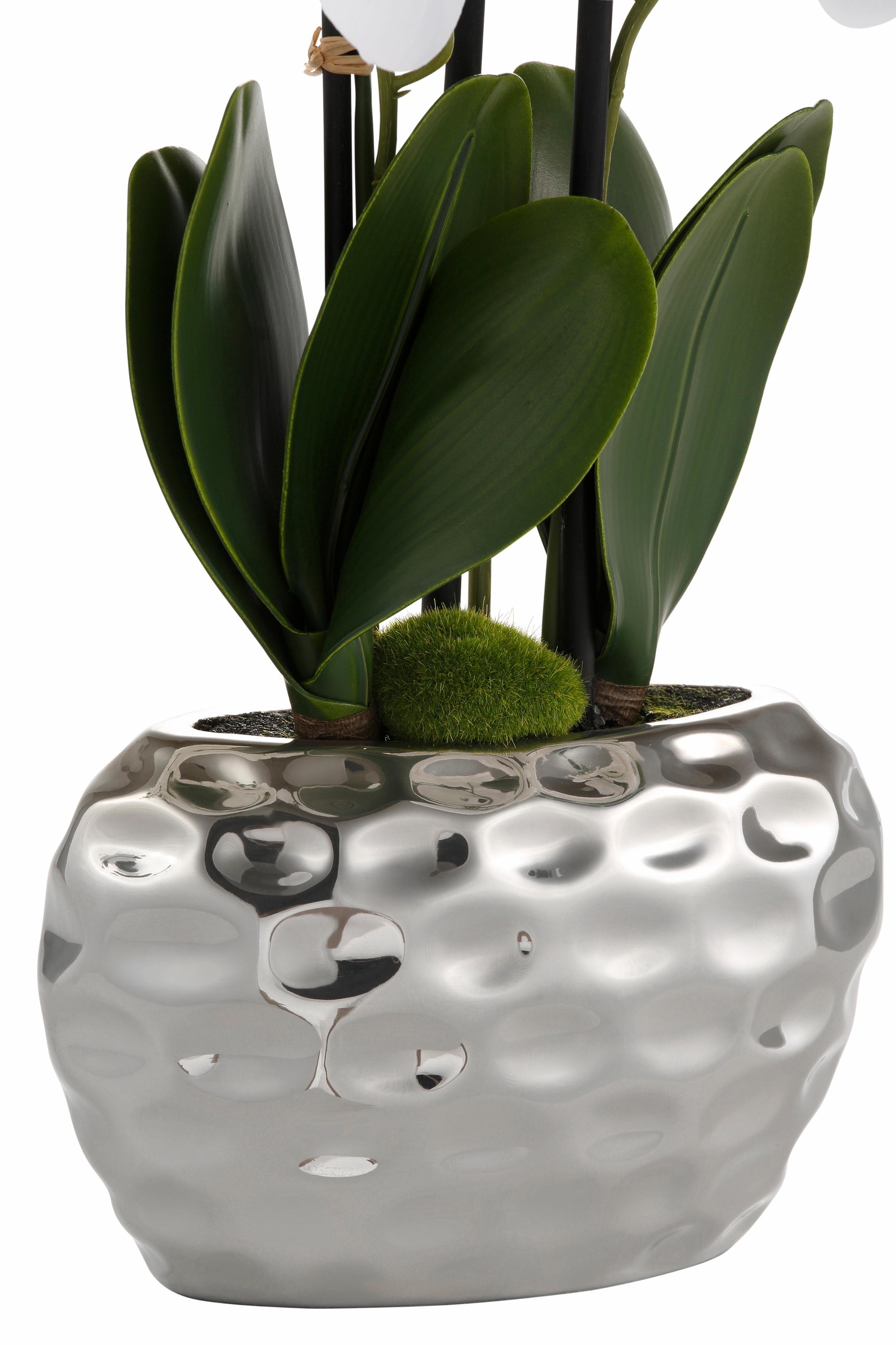 online Jelmoli-Versand | shoppen Kunstpflanze »Orchidee« Creativ green