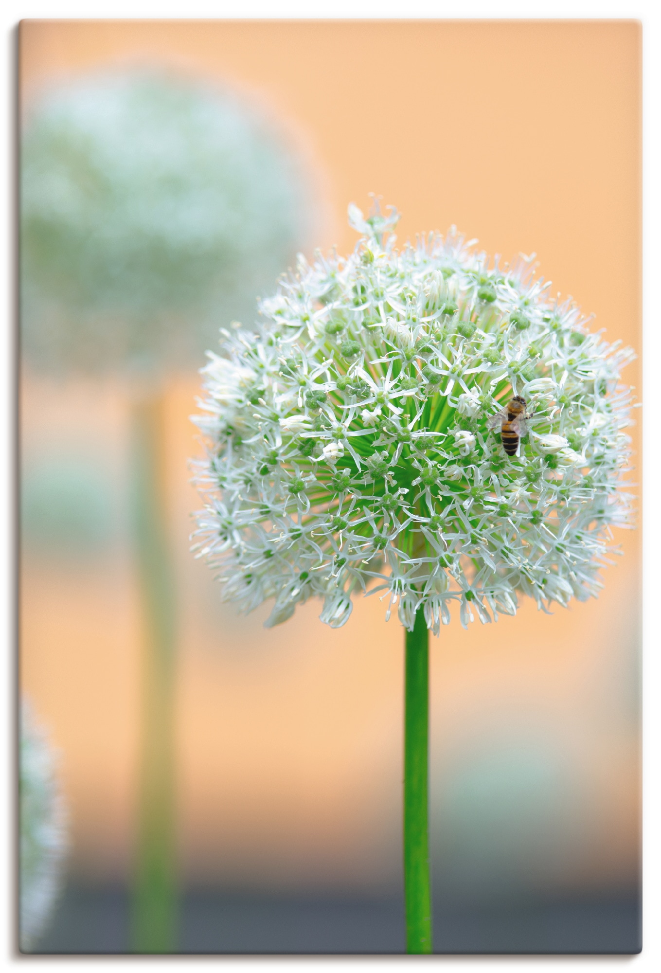 Artland Leinwandbild "Grosser Allium in Pastell" Blumen 1 Stk. tlg. auf Holzrahmen gespannt