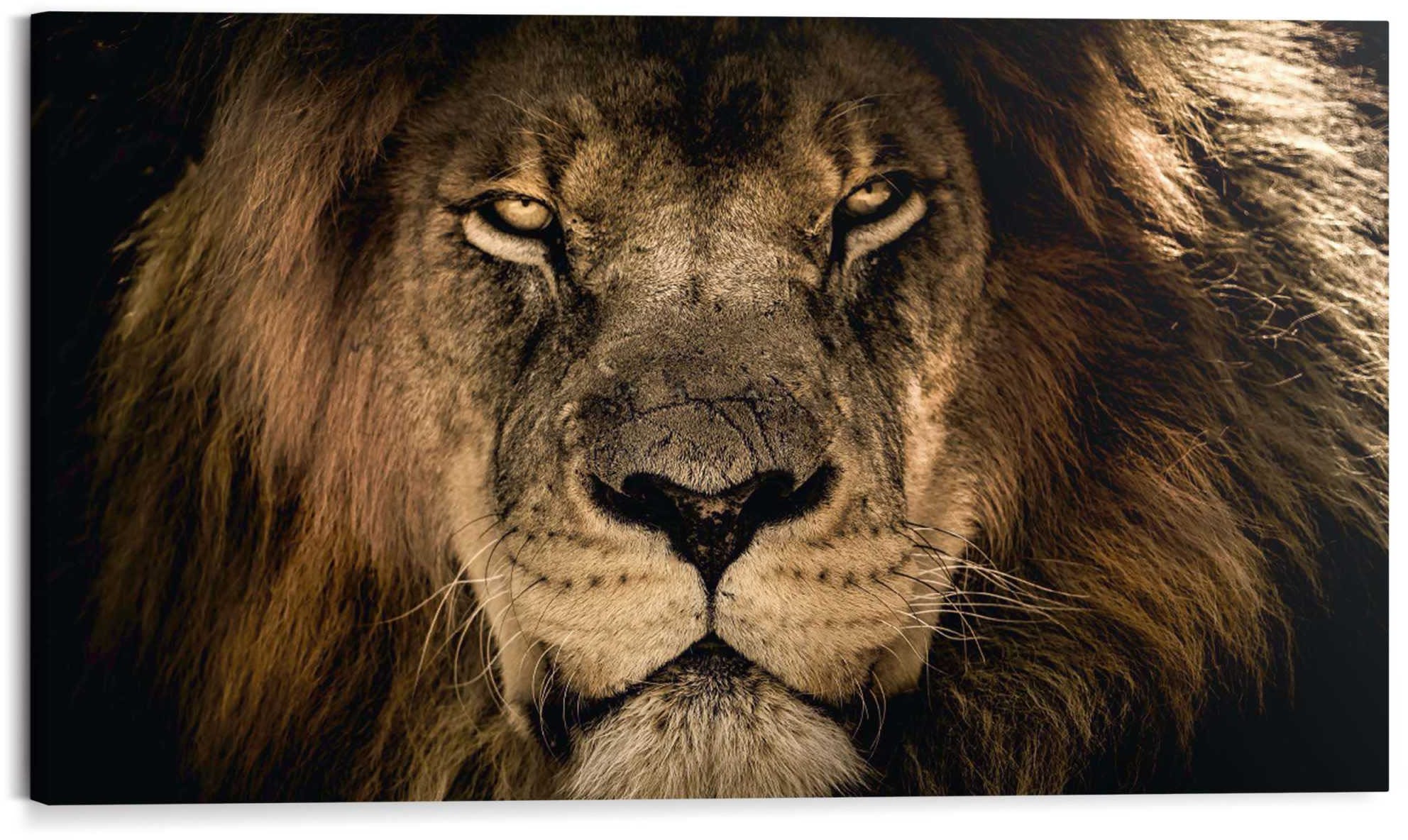 ❤ Reinders! im König«, (1 Shop Löwe Bild der Löwen, Bild St.) »Gerahmtes Savanne Jelmoli-Online auf ordern