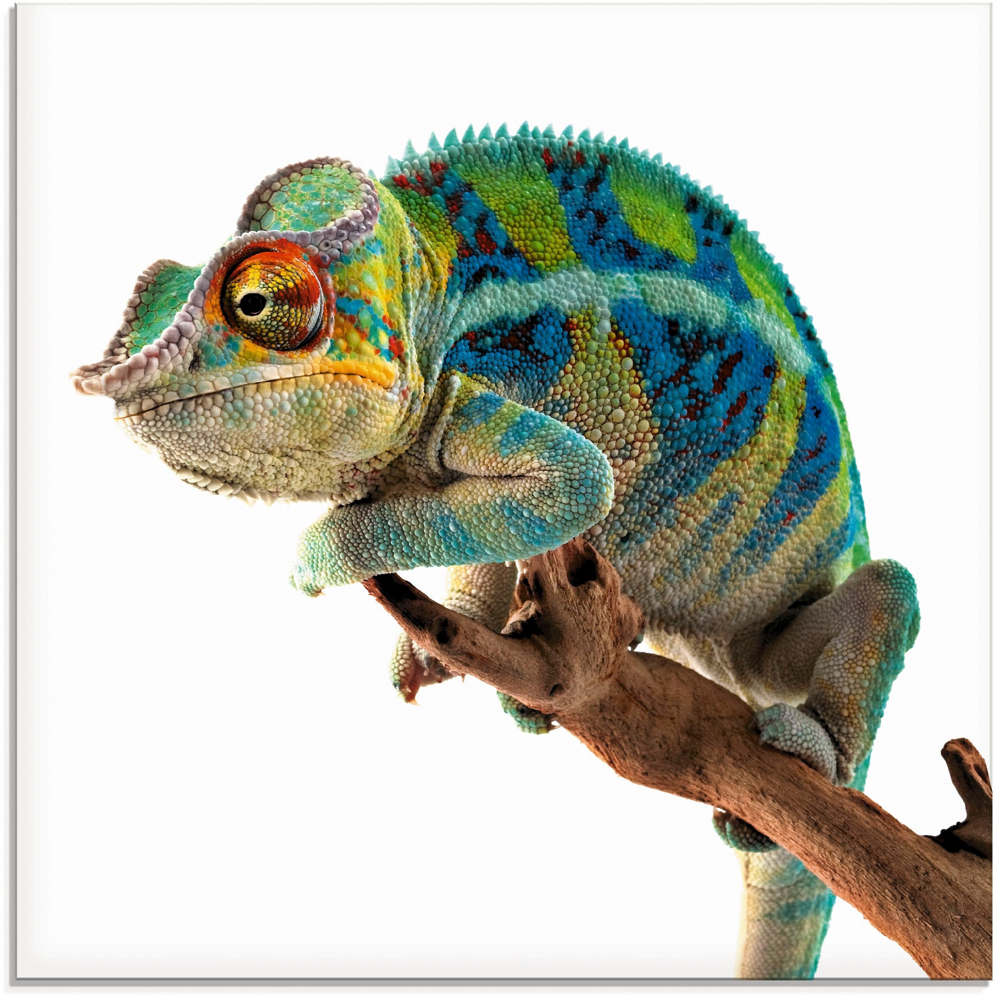 Artland Glasbild »Ambanja Panther (1 verschiedenen Grössen Chamäleon«, online Jelmoli-Versand St.), bestellen Reptilien, | in
