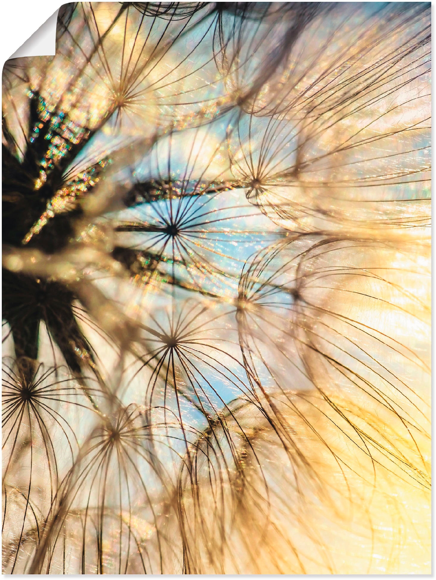 Artland Wandbild »Pusteblume Wandaufkleber oder Alubild, Leinwandbild, in Blumen, (1 als Poesie«, St.), versch. Poster Jelmoli-Versand Grössen | bestellen online
