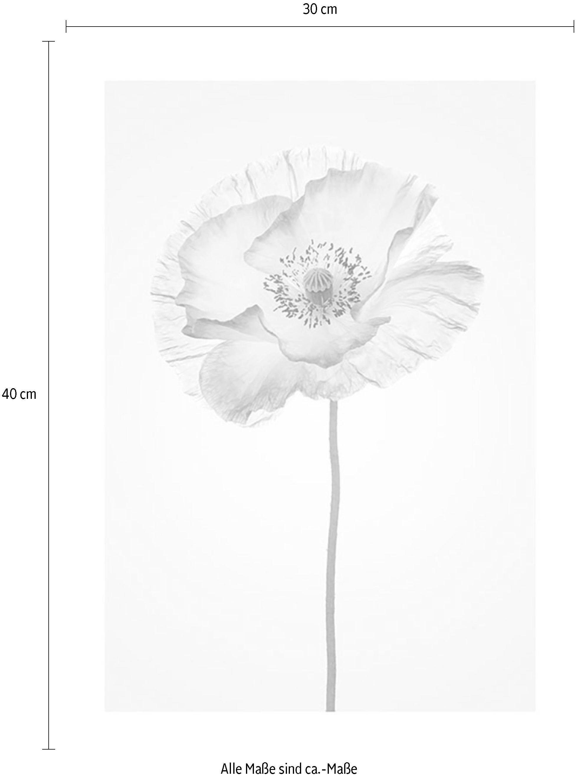 Komar Jelmoli-Online Shop »Poppy«, Poster Wohnzimmer ordern Blumen, Schlafzimmer, im Kinderzimmer, ❤