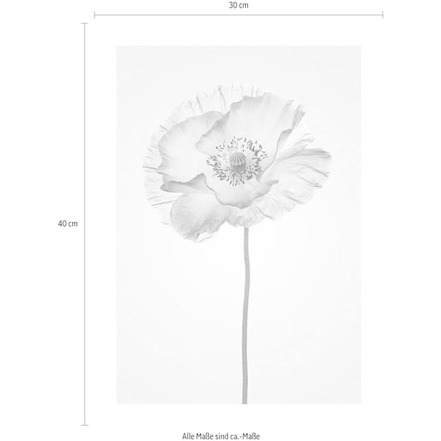 ❤ Komar Poster »Poppy«, Blumen, Kinderzimmer, Schlafzimmer, Wohnzimmer  ordern im Jelmoli-Online Shop