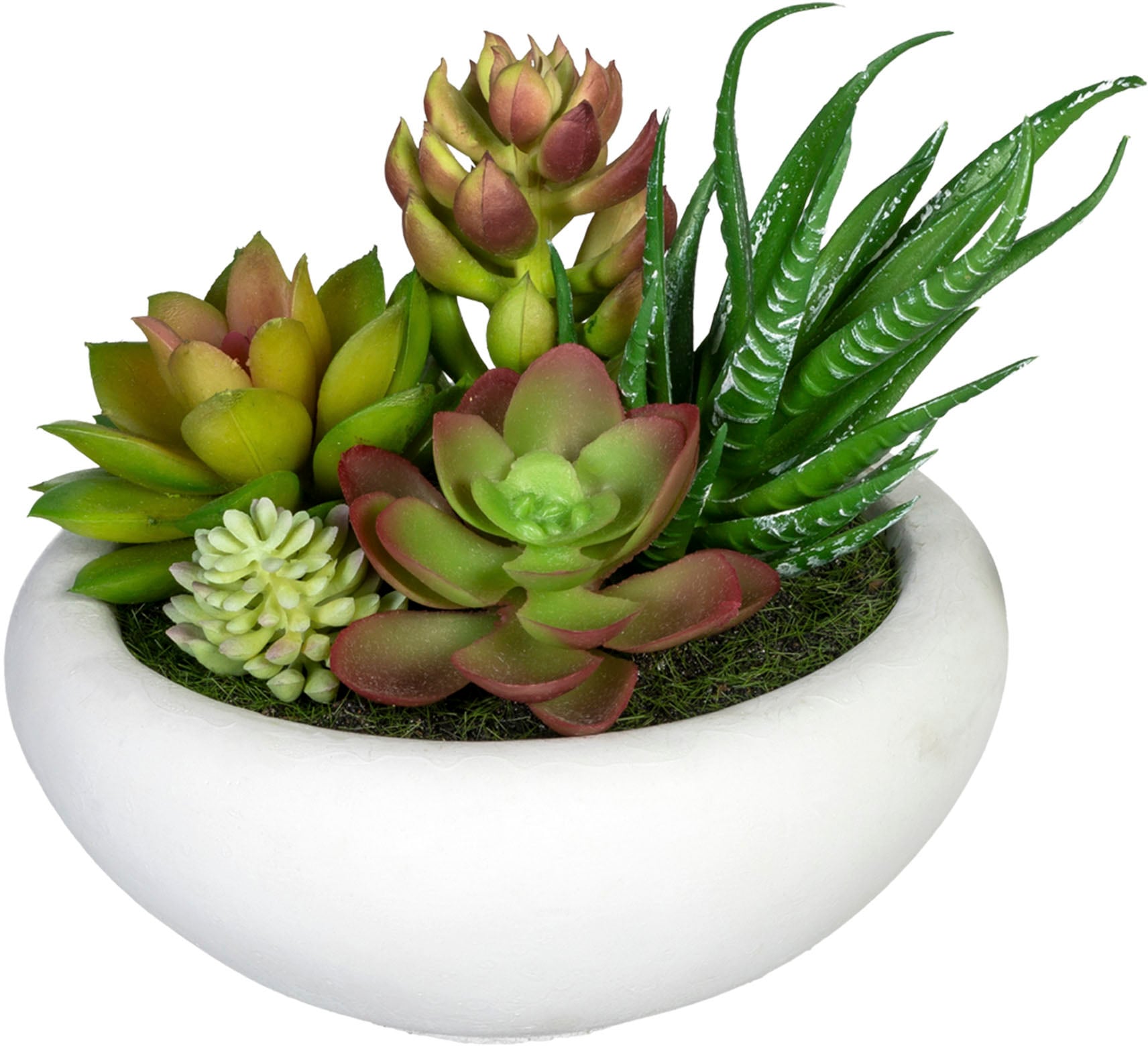 Creativ green Künstliche Zimmerpflanze »Sukkulentenarrangement«, im  Zementtopf, 2er Set online shoppen | Jelmoli-Versand