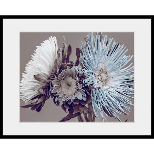 ❤ queence Bild »Verena«, Blumen, (1 St.) entdecken im Jelmoli-Online Shop