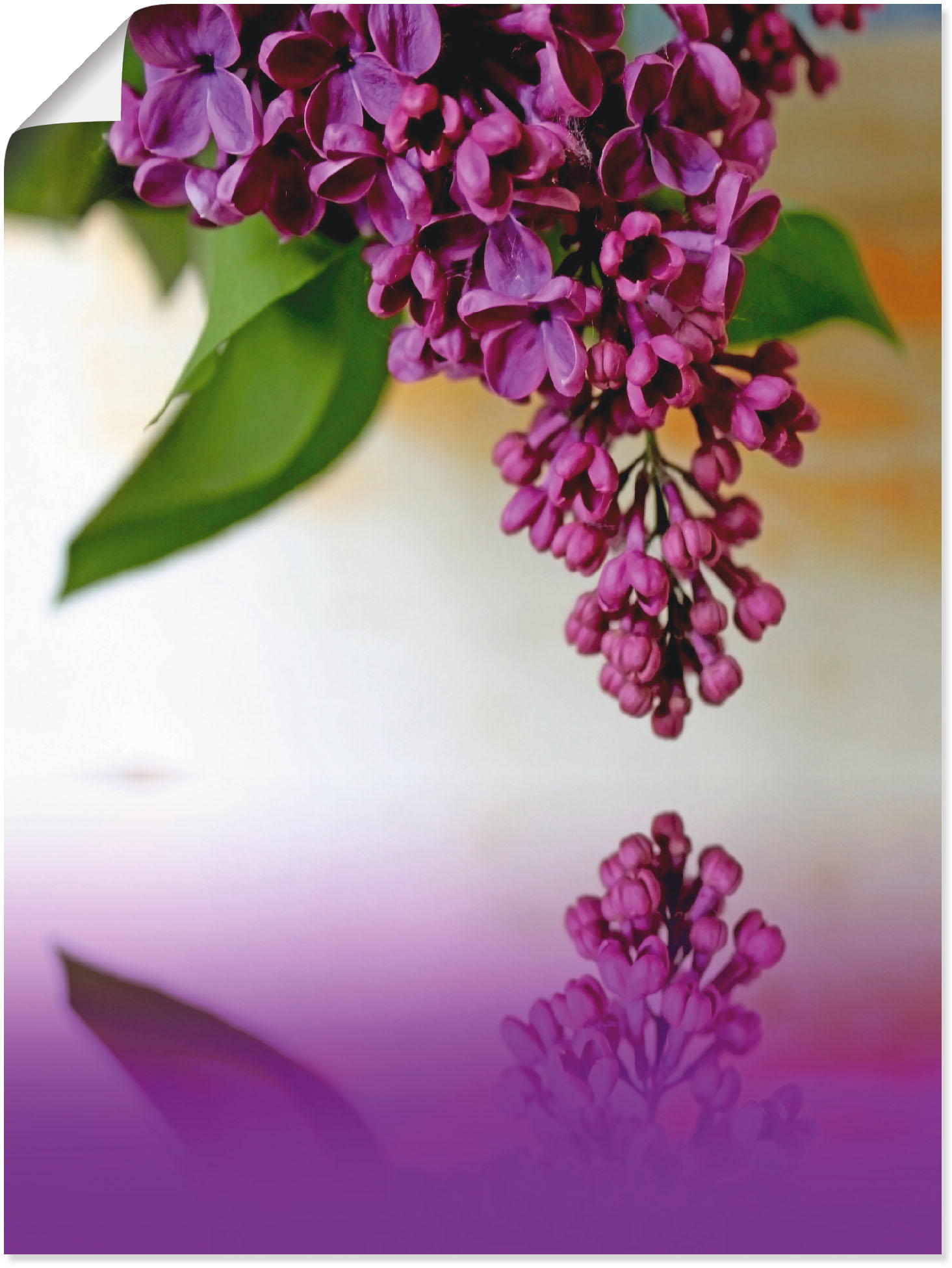 Artland Glasbild »Flieder«, | in kaufen (1 Grössen verschiedenen online Jelmoli-Versand St.), Blumen