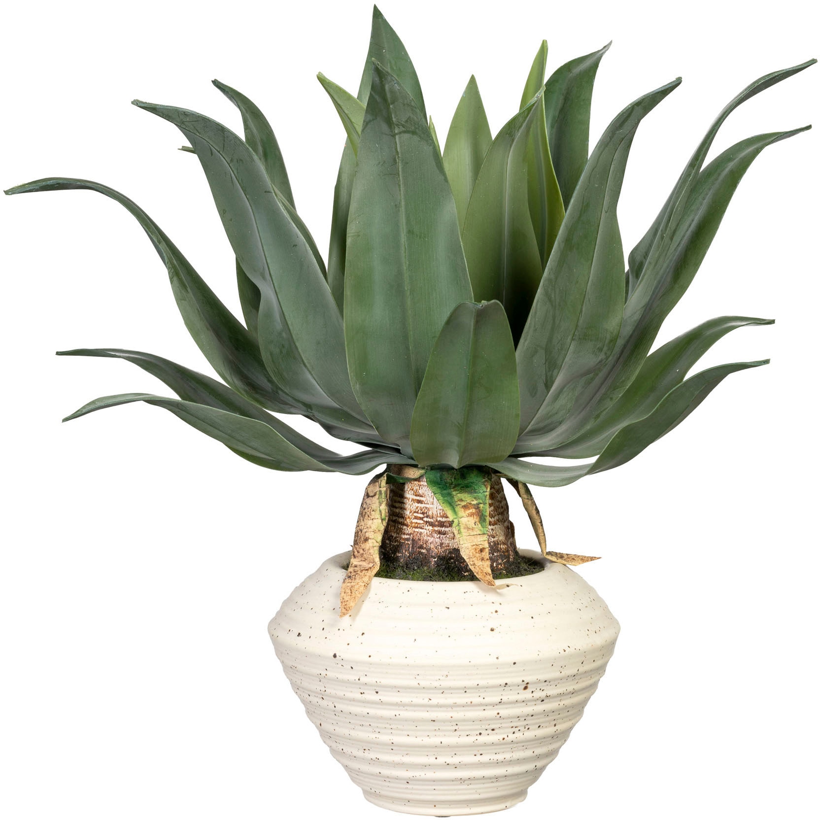 Creativ green Künstliche Zimmerpflanze »Agave Keramikschale shoppen in americana«, Jelmoli-Versand | online