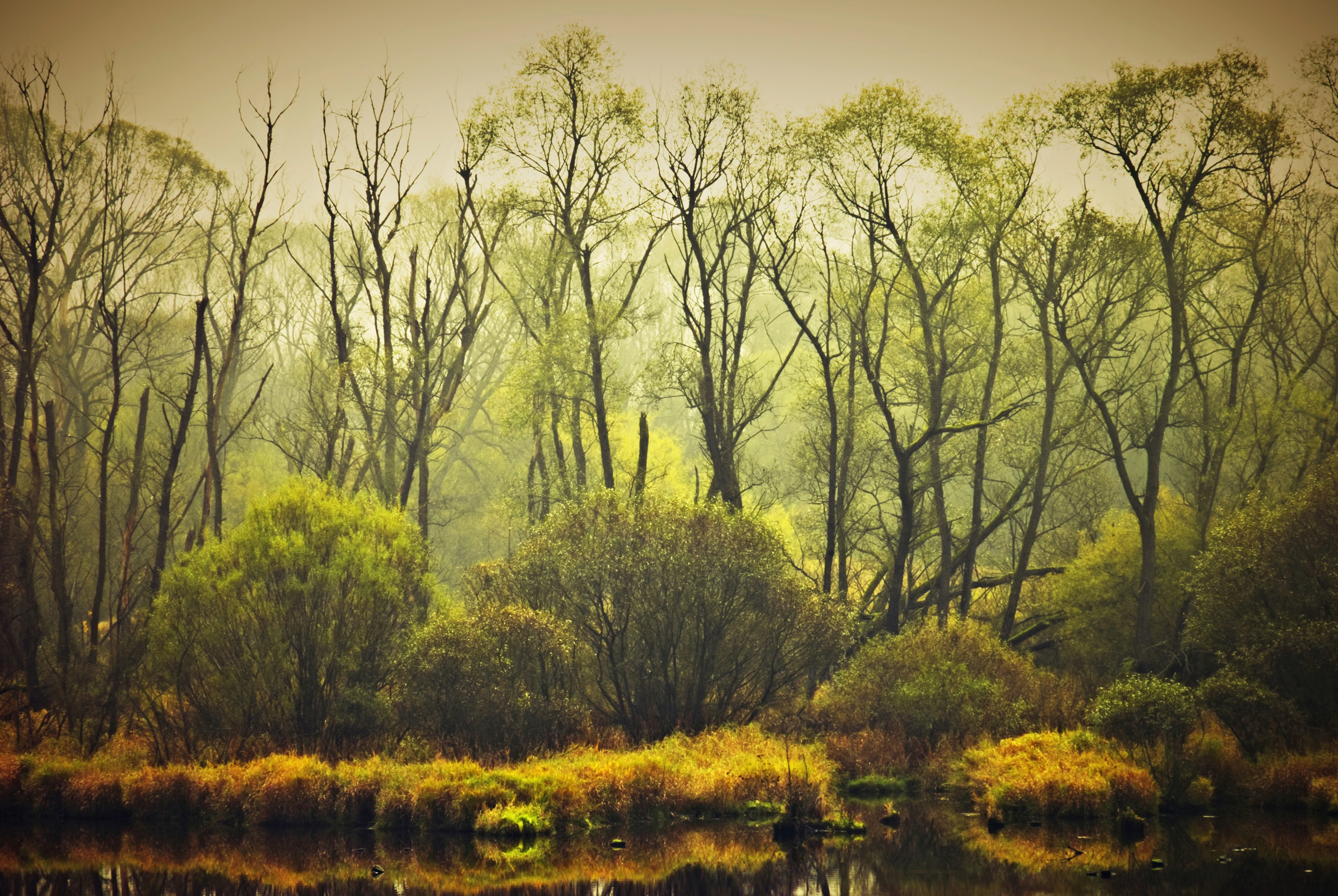 Papermoon Fototapete »BÄUME-NATUR LANDSCHAFT HERBST WALD DSCHUNGEL SEE WÄLDER«