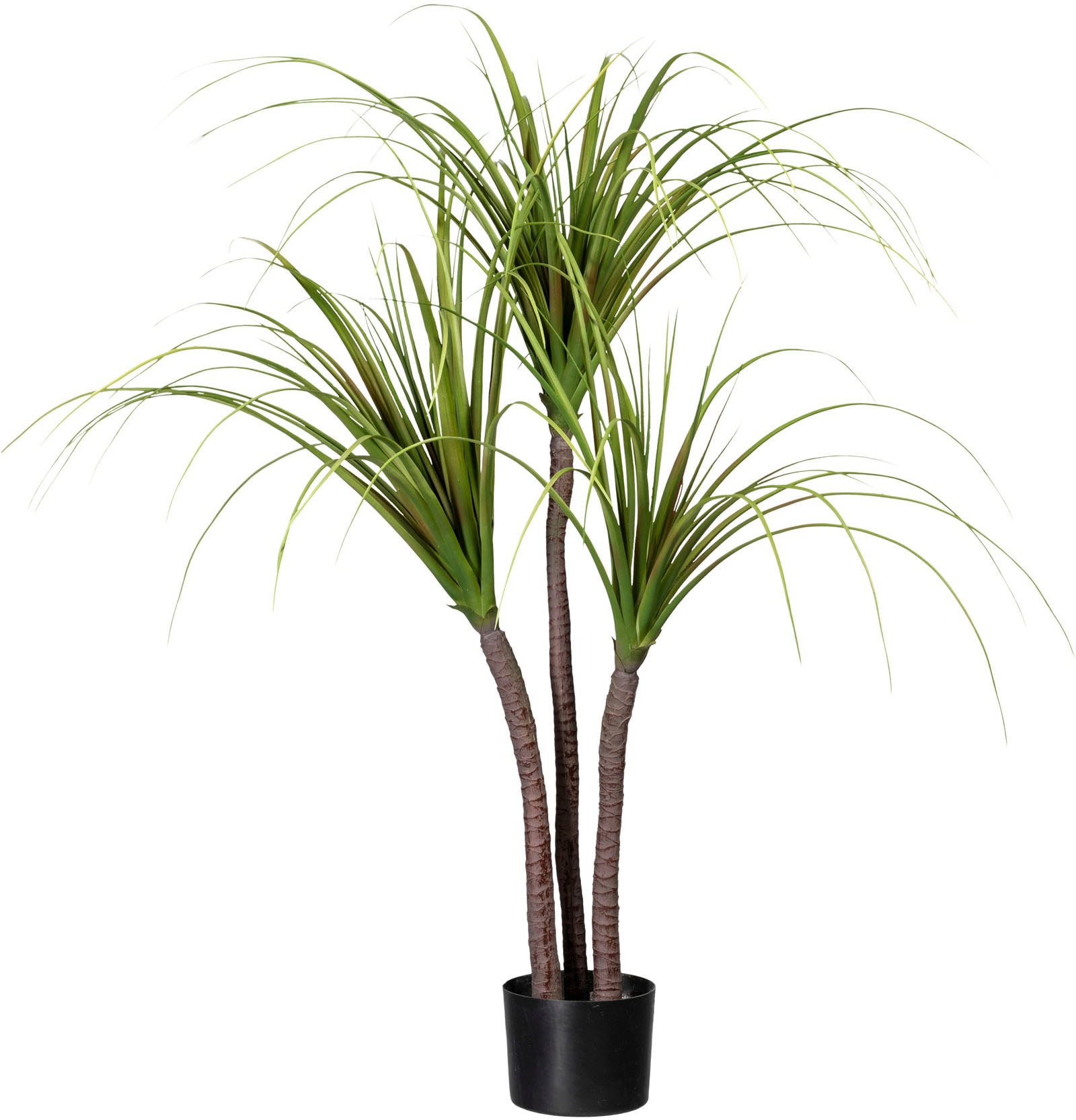Zimmerpflanze Creativ Jelmoli-Versand green »Drachenbaum« online | kaufen Künstliche