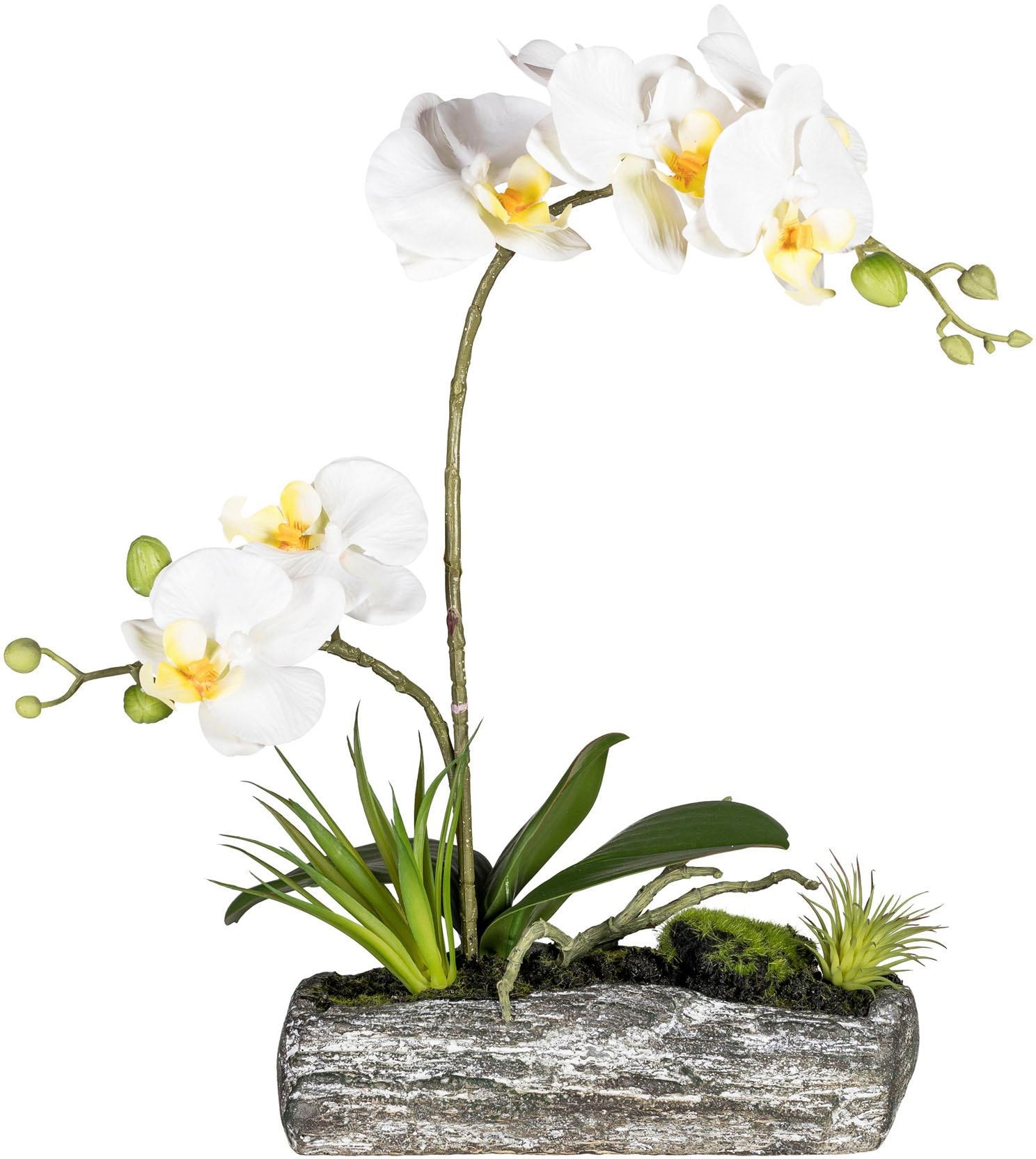 Creativ green »Phalaenopsis« | bestellen online Jelmoli-Versand Kunstpflanze
