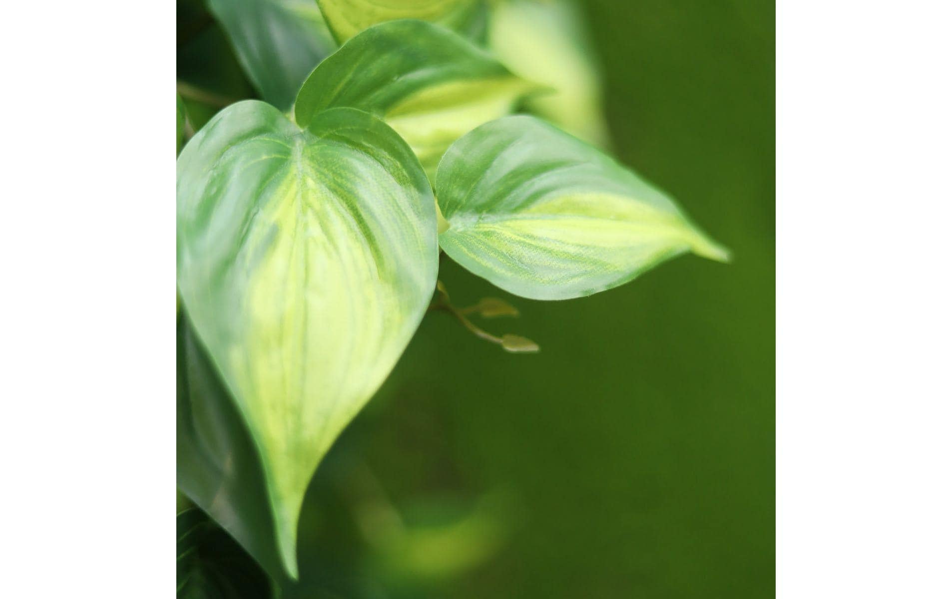 Botanic-Haus Kunstblume »Philodendron Scandens Brasil 180 cm«
