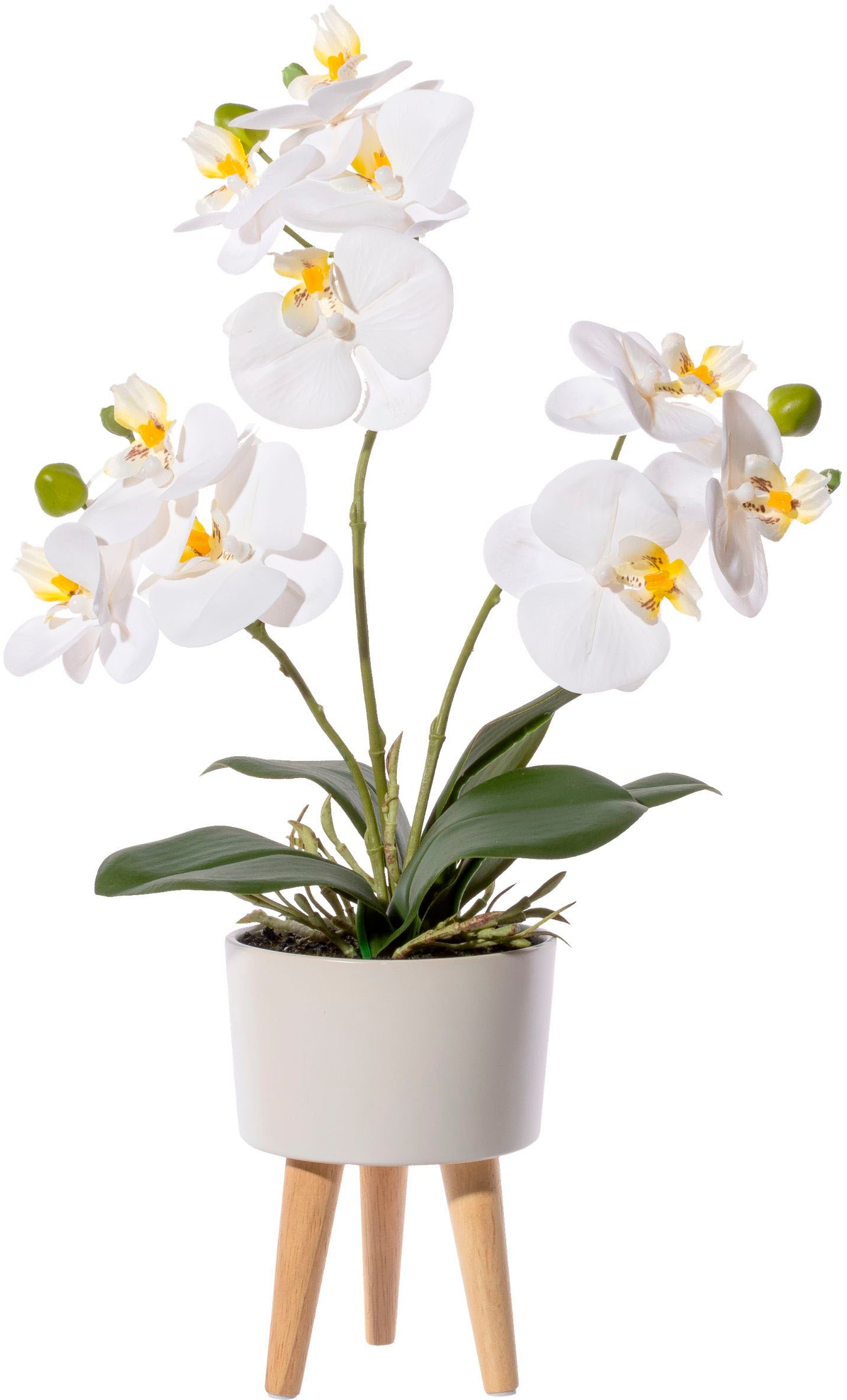 Creativ green Kunstorchidee »Orchidee Phalaenopsis in Keramikschale«, mit  Real-Touch-Blüten und auf Füssen online kaufen | Jelmoli-Versand