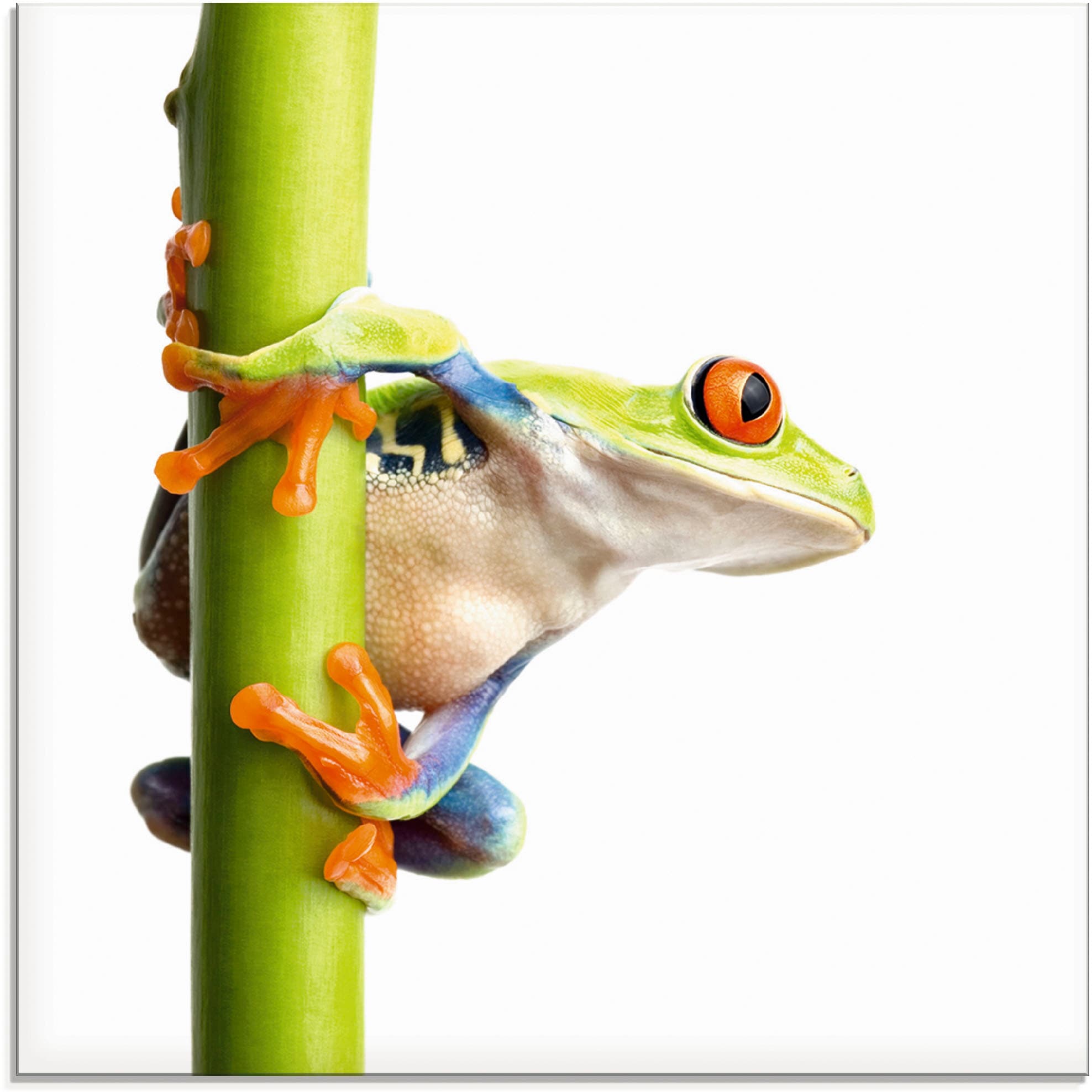 Artland Glasbild "Frosch umfasst einen Pflanzenstengel" Wassertiere 1 Stk. tlg. in verschiedenen Grössen
