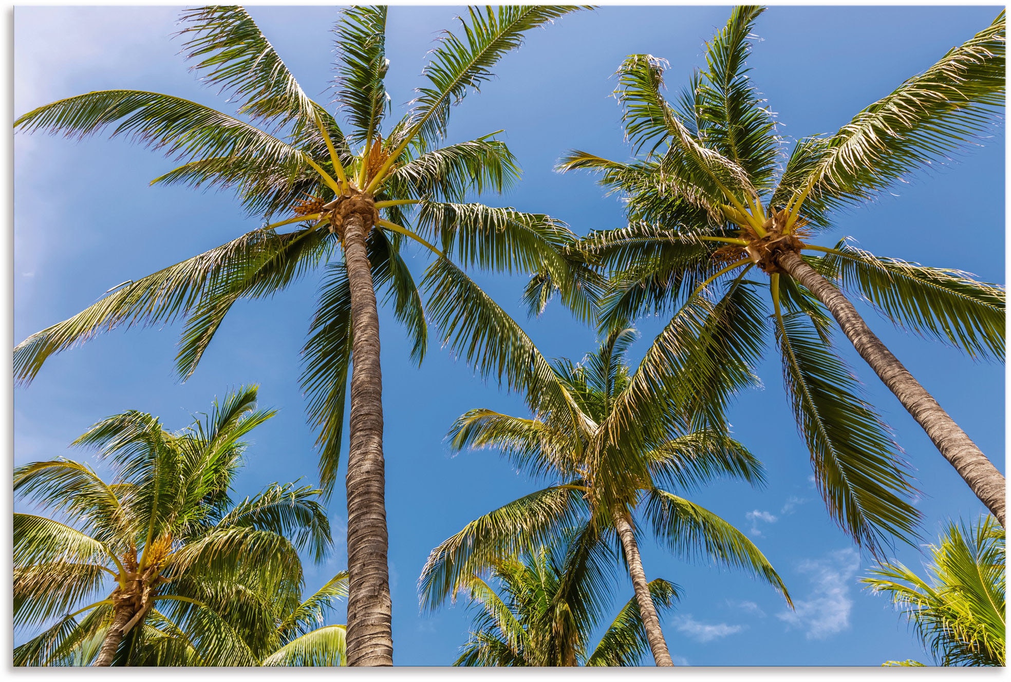 Artland Wandbild »Palmen am als online Strandbilder, in Grössen | Strand«, verschied. St.), Outdoorbild bestellen Jelmoli-Versand (1 Alubild