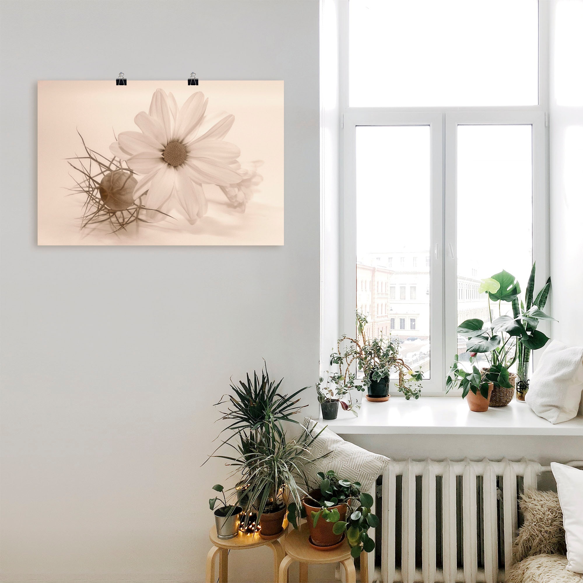 Artland Wandbild »Chrysantheme«, Blumen, (1 St.), als Alubild, Outdoorbild, Poster in verschied. Grössen
