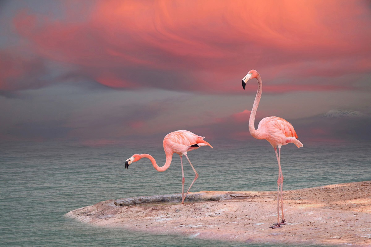 Papermoon Fototapete »ROSA FLAMINGOS-VÖGEL TIERE STRAND HIMMEL DEKOR ABSTRAKT«